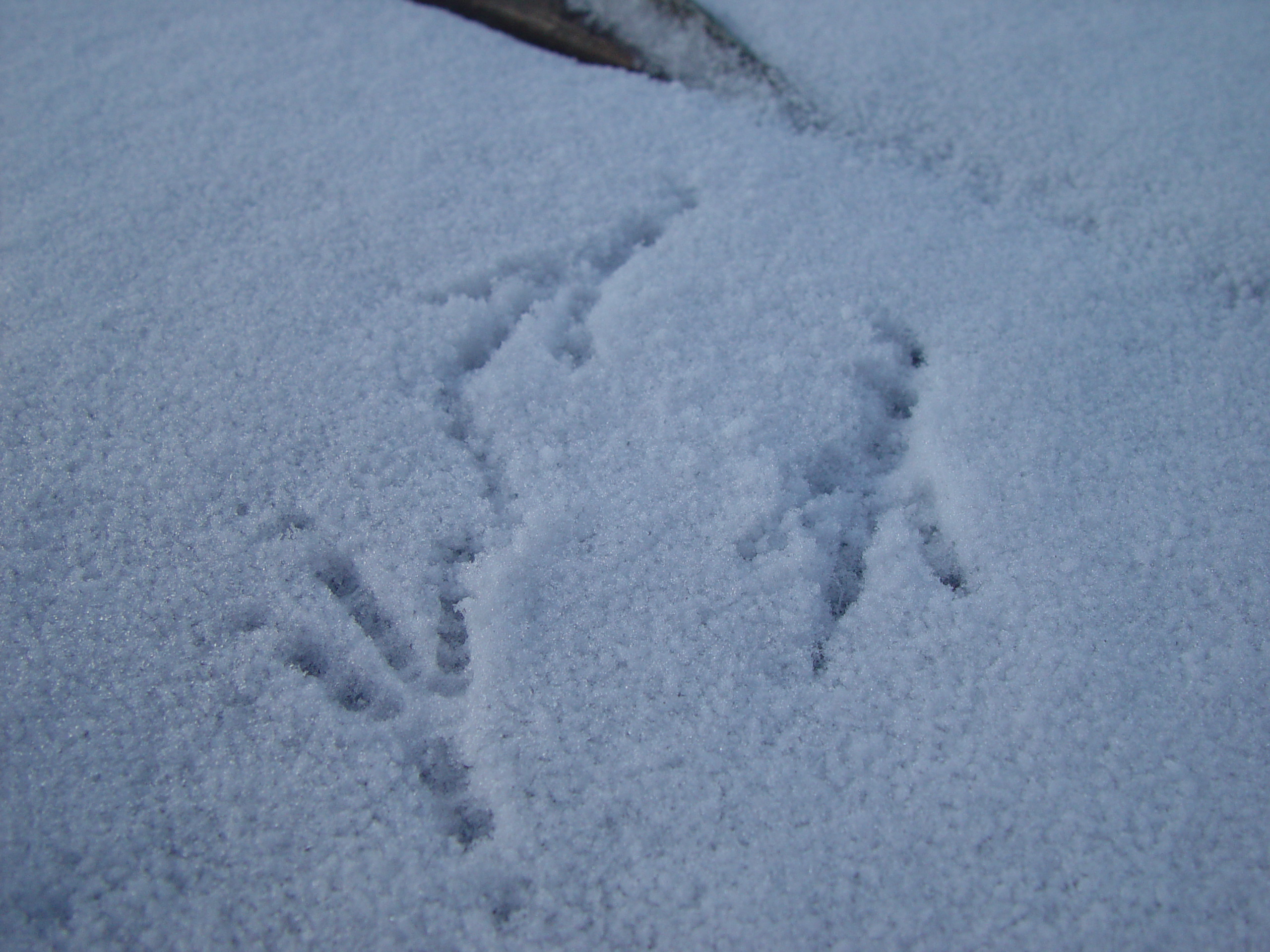 Playing in Snow at the Ballam Cabin (Bear Lake, Utah), Making Cafe Du Monde Beignets, Jordan & Taylor - Logan High Wrestling