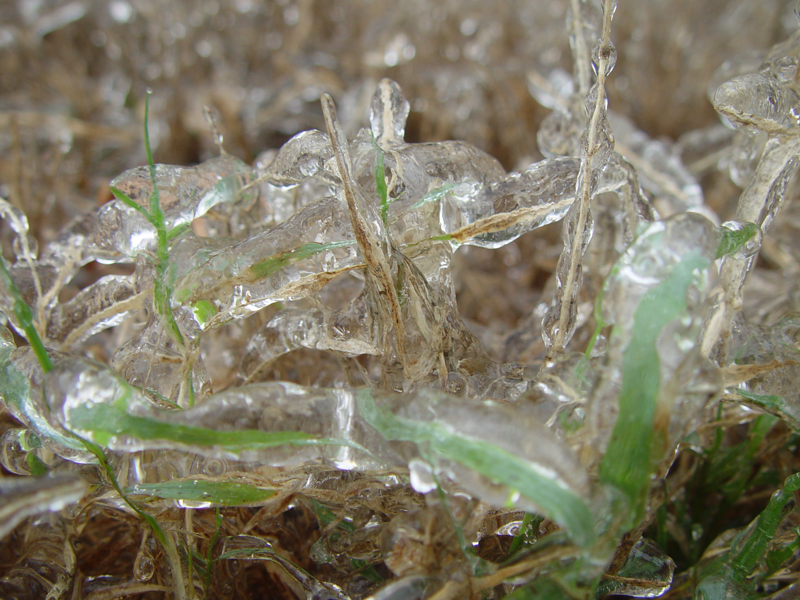 2007 Austin Ice Storm