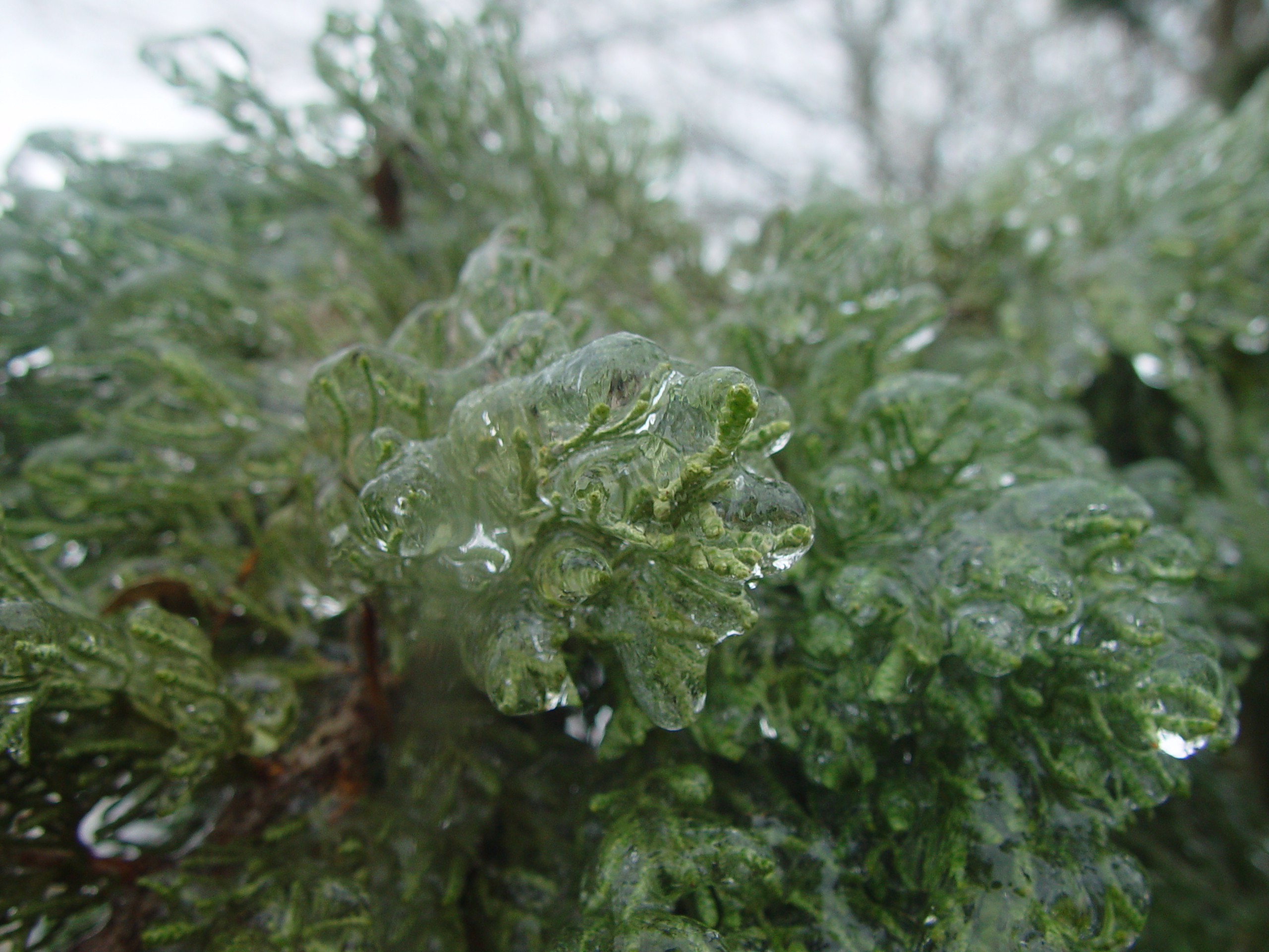 2007 Austin Ice Storm