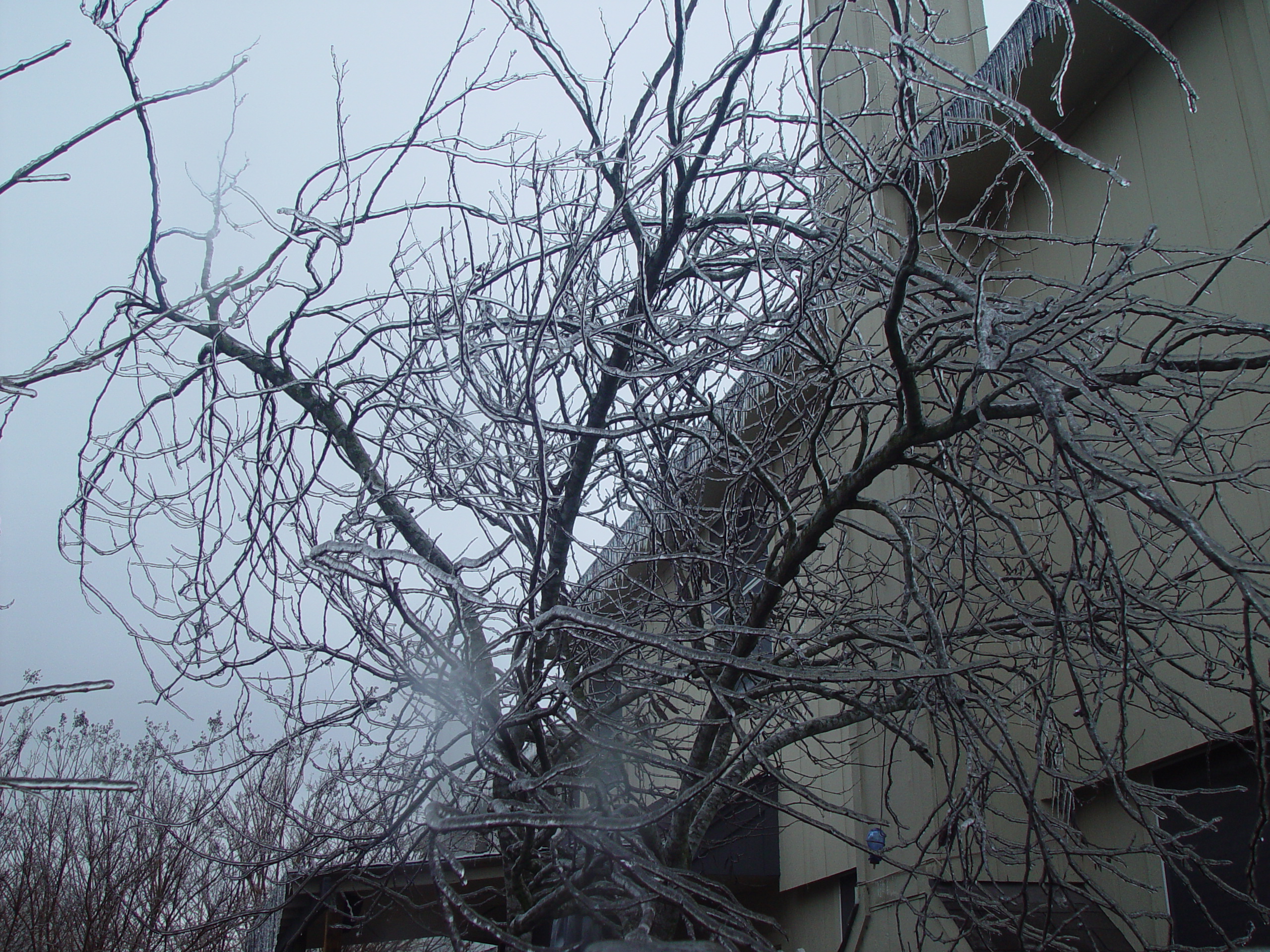 2007 Austin Ice Storm