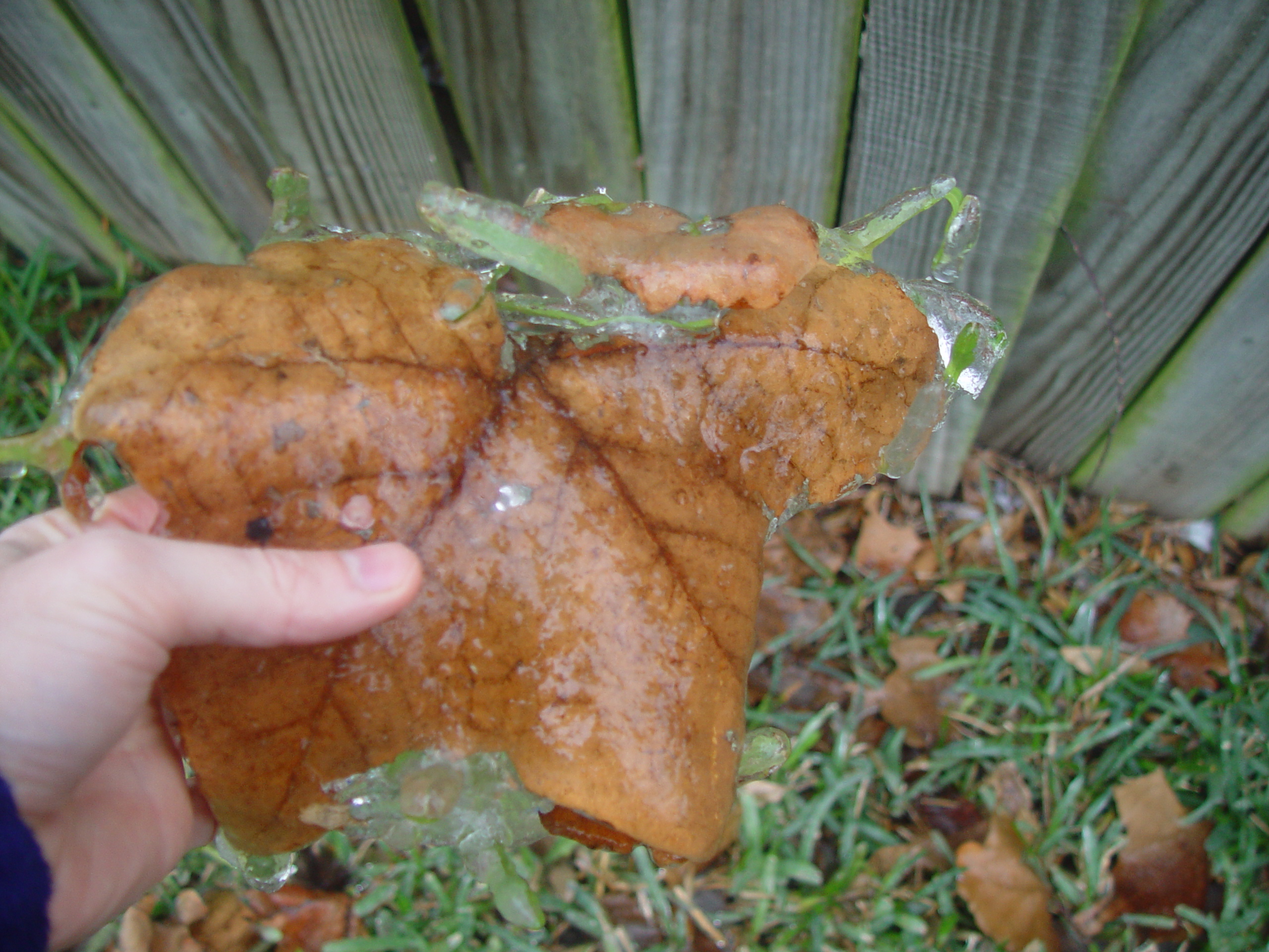 2007 Austin Ice Storm