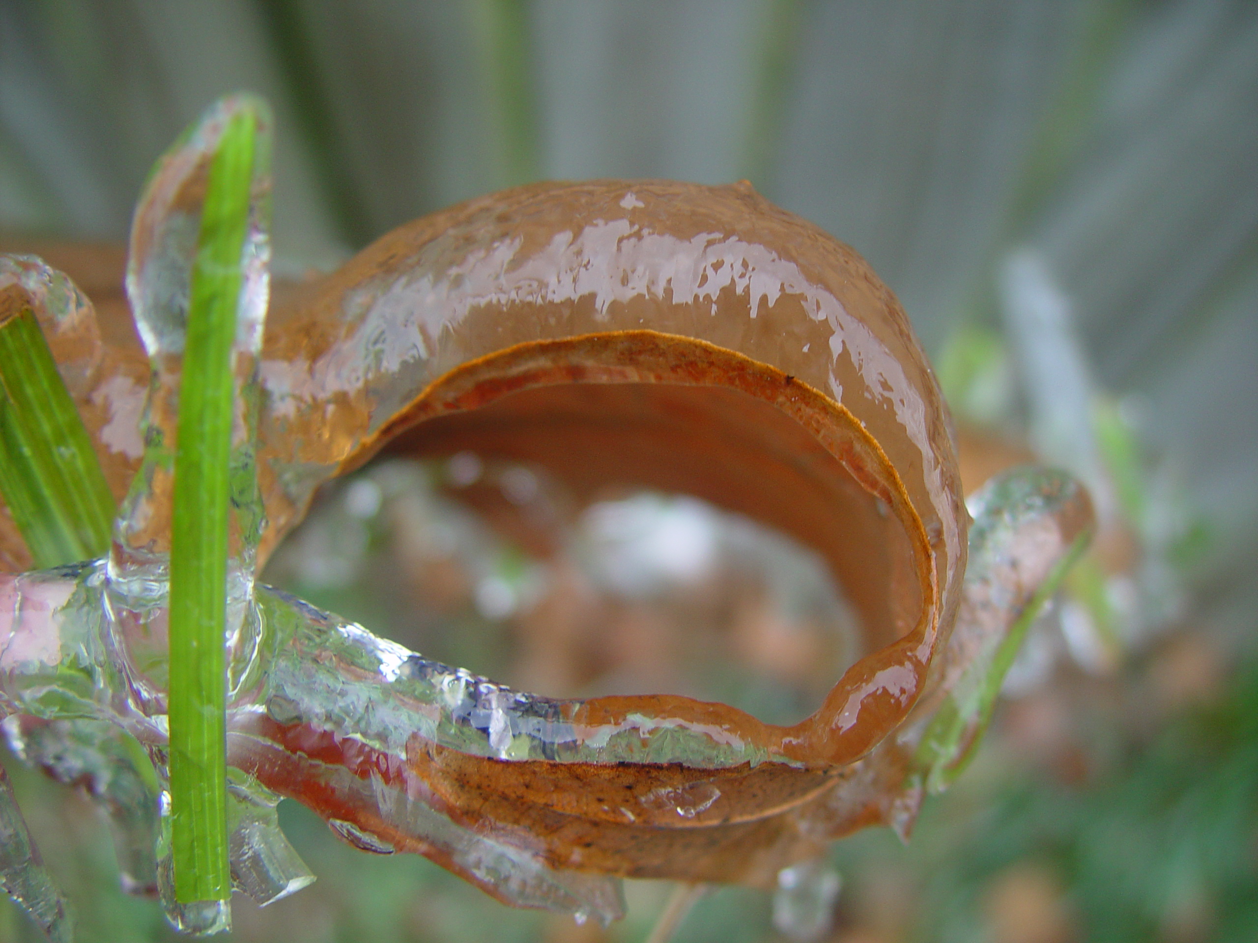 2007 Austin Ice Storm