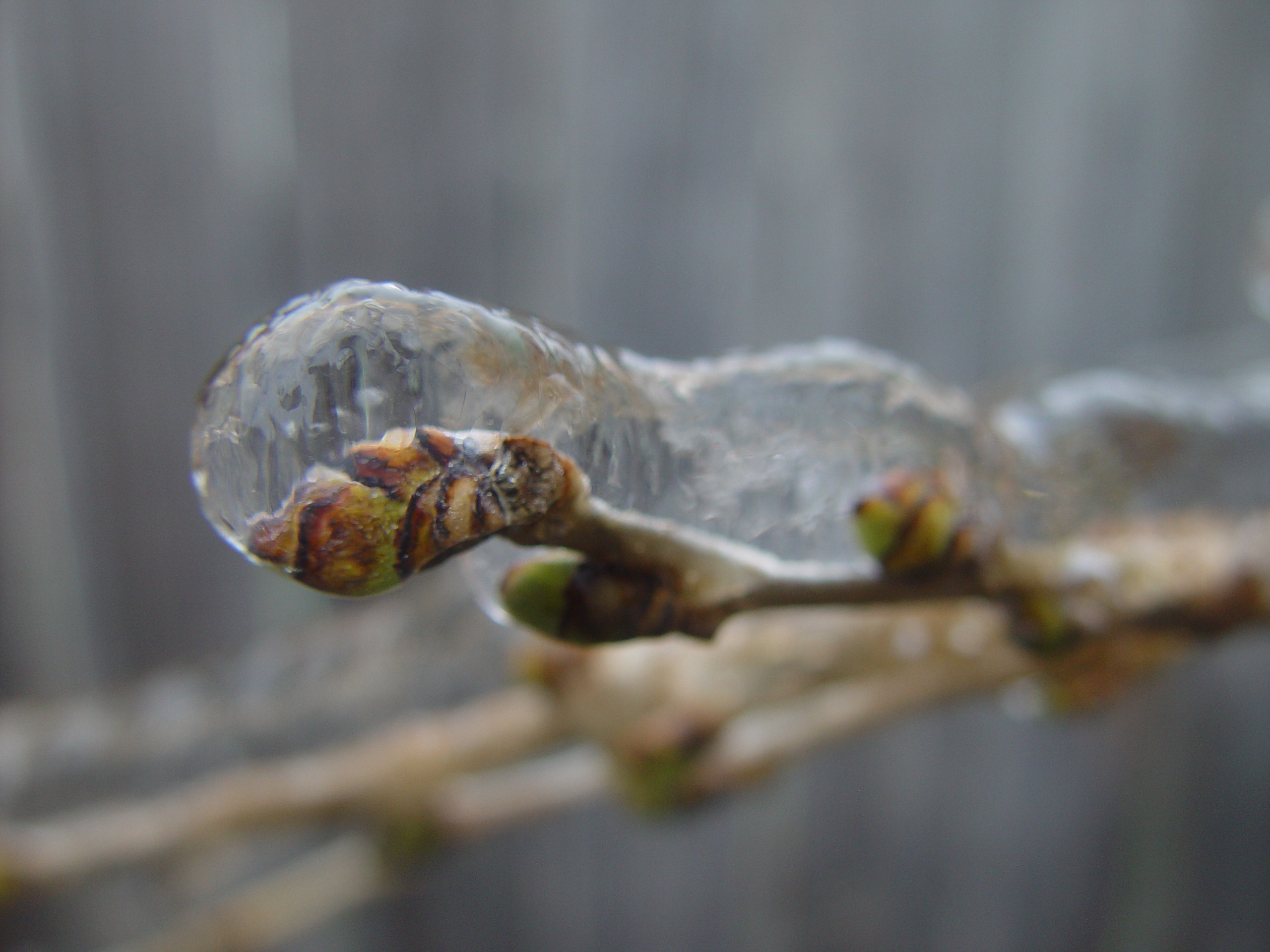 2007 Austin Ice Storm