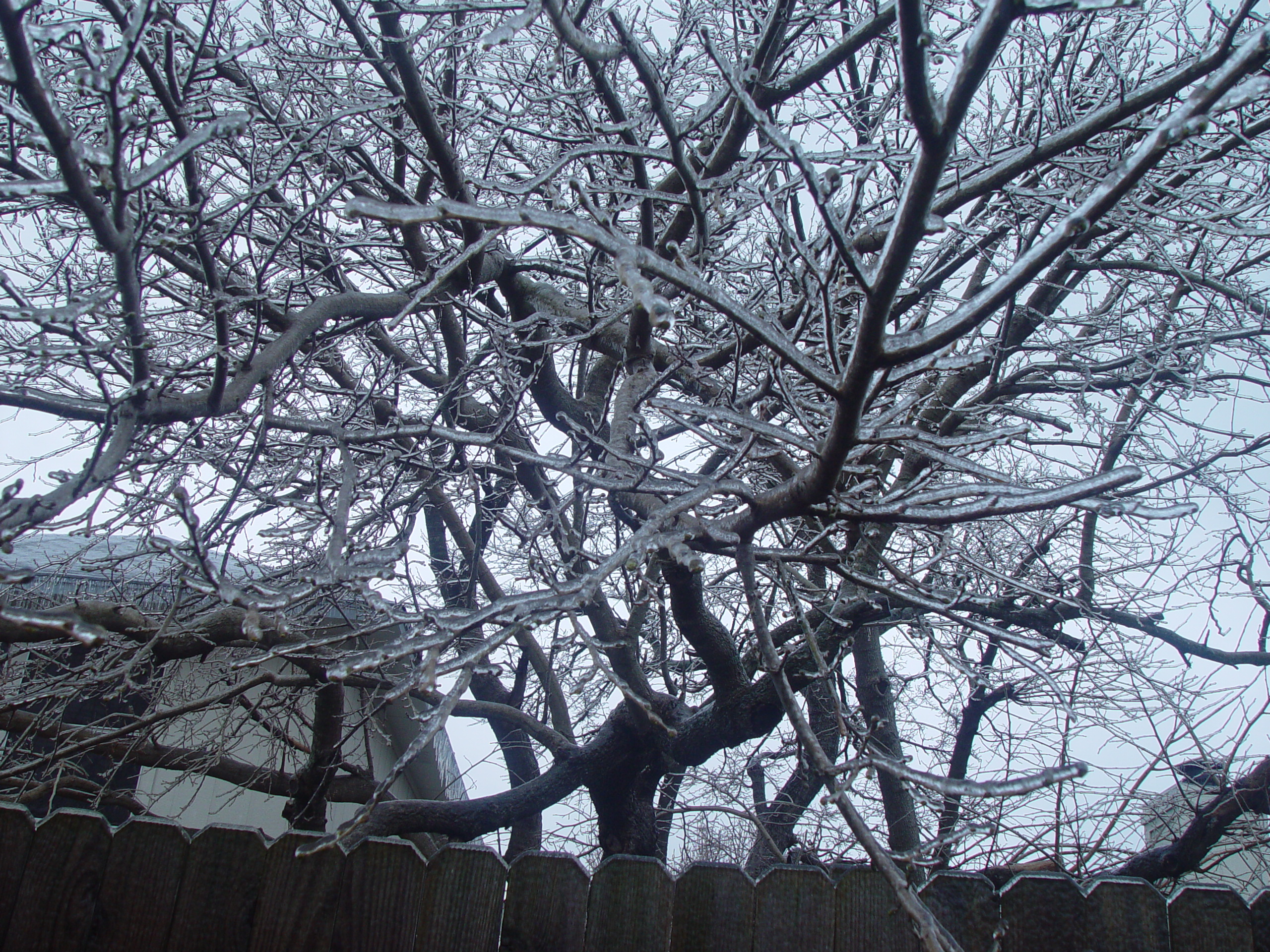 2007 Austin Ice Storm