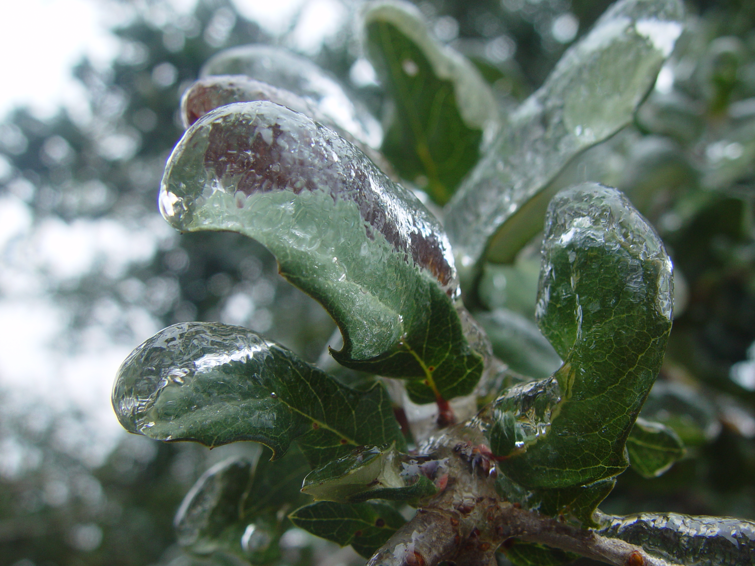 2007 Austin Ice Storm