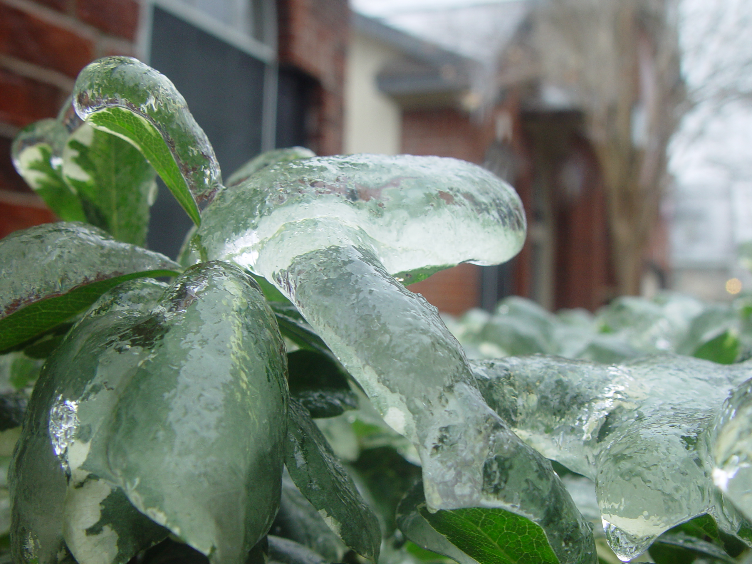 2007 Austin Ice Storm