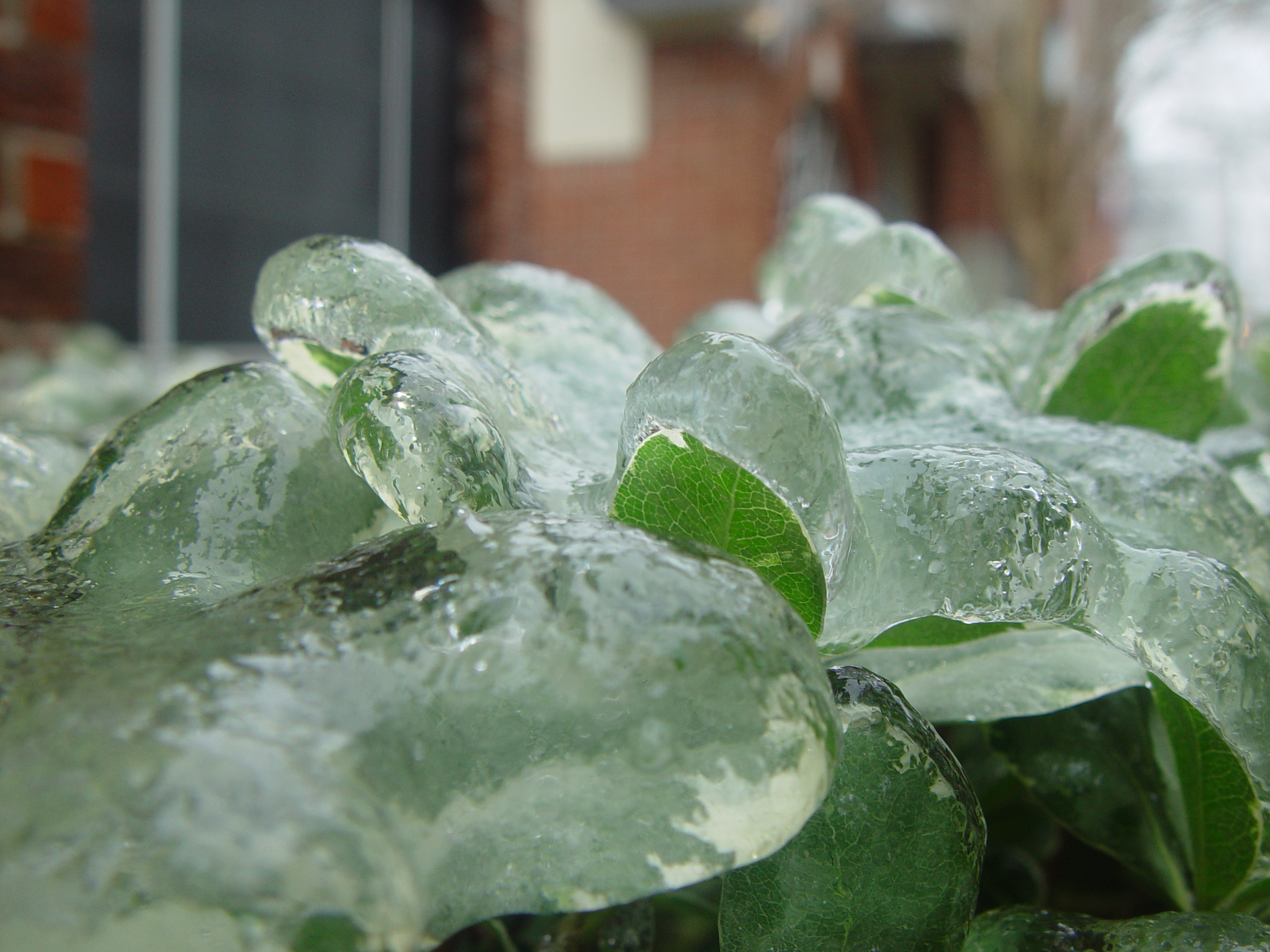 2007 Austin Ice Storm