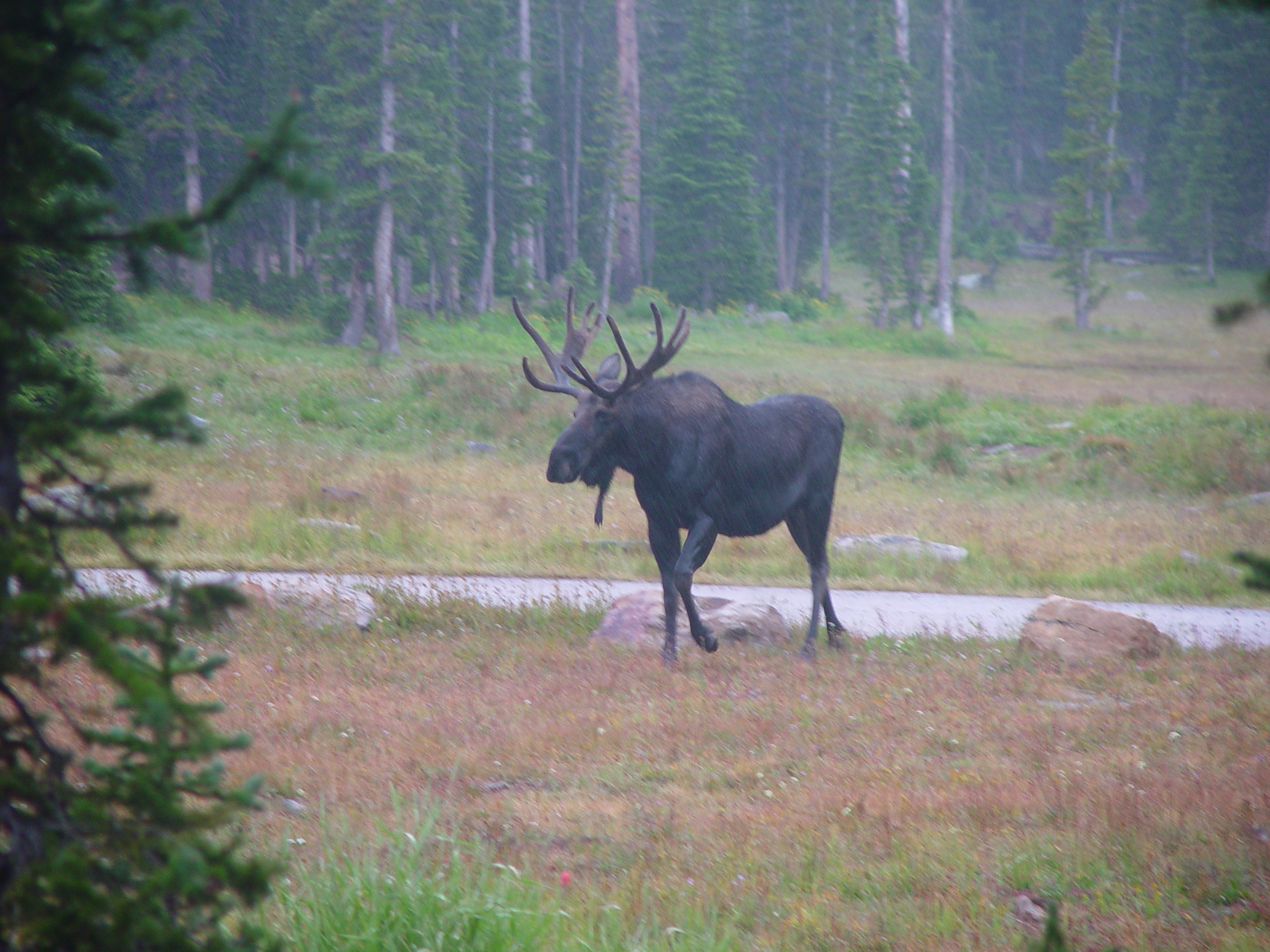 Why is this campground called Moosehorn? (near Mirror Lake, Uintas, Utah)