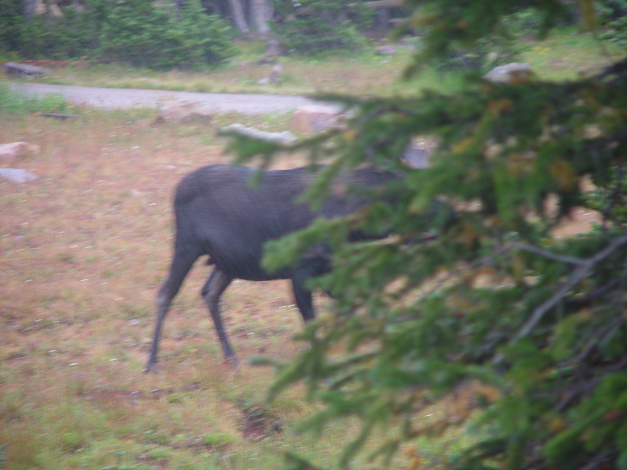 Why is this campground called Moosehorn? (near Mirror Lake, Uintas, Utah)