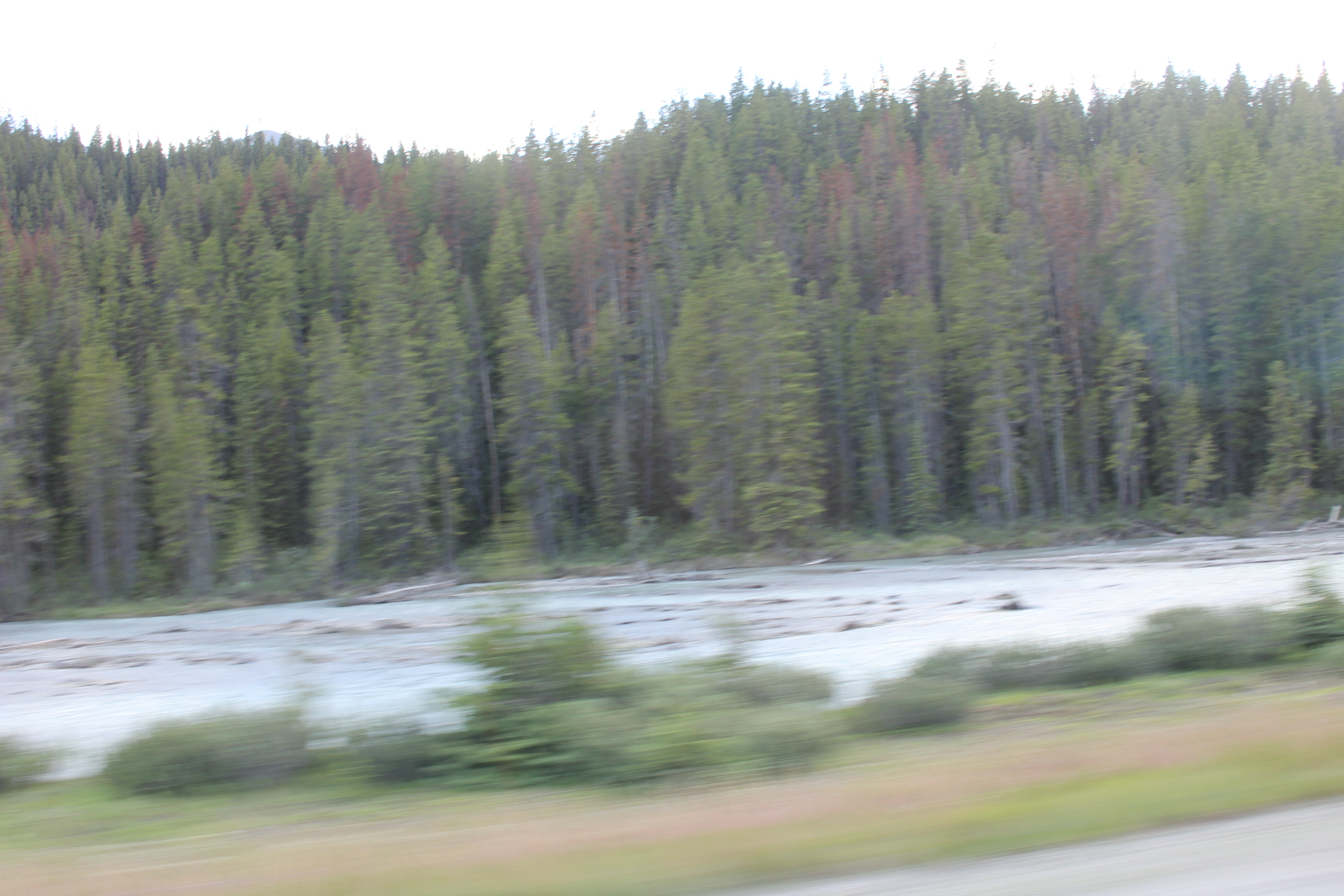 2011 July Break - British Columbia, Canada (Galena Bay Ferry, Revelstoke, Glacier National Park, Black Bears, Grizzly Bear, Mountain Goat)