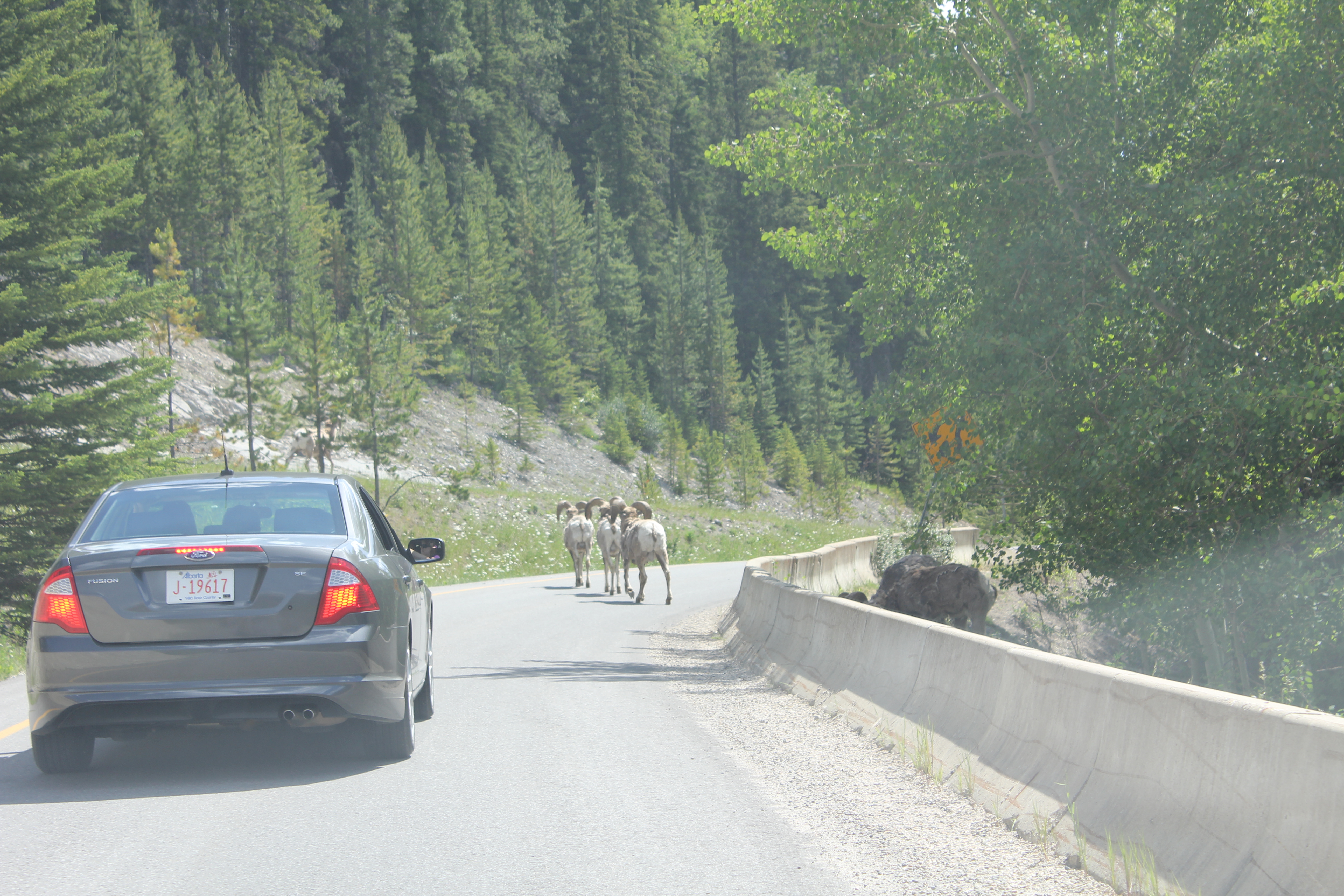 2011 July Break - Alberta, Canada (Jasper National Park, Bighorn Sheep, More Bears, Elk, Calgary, Pincher Creek)