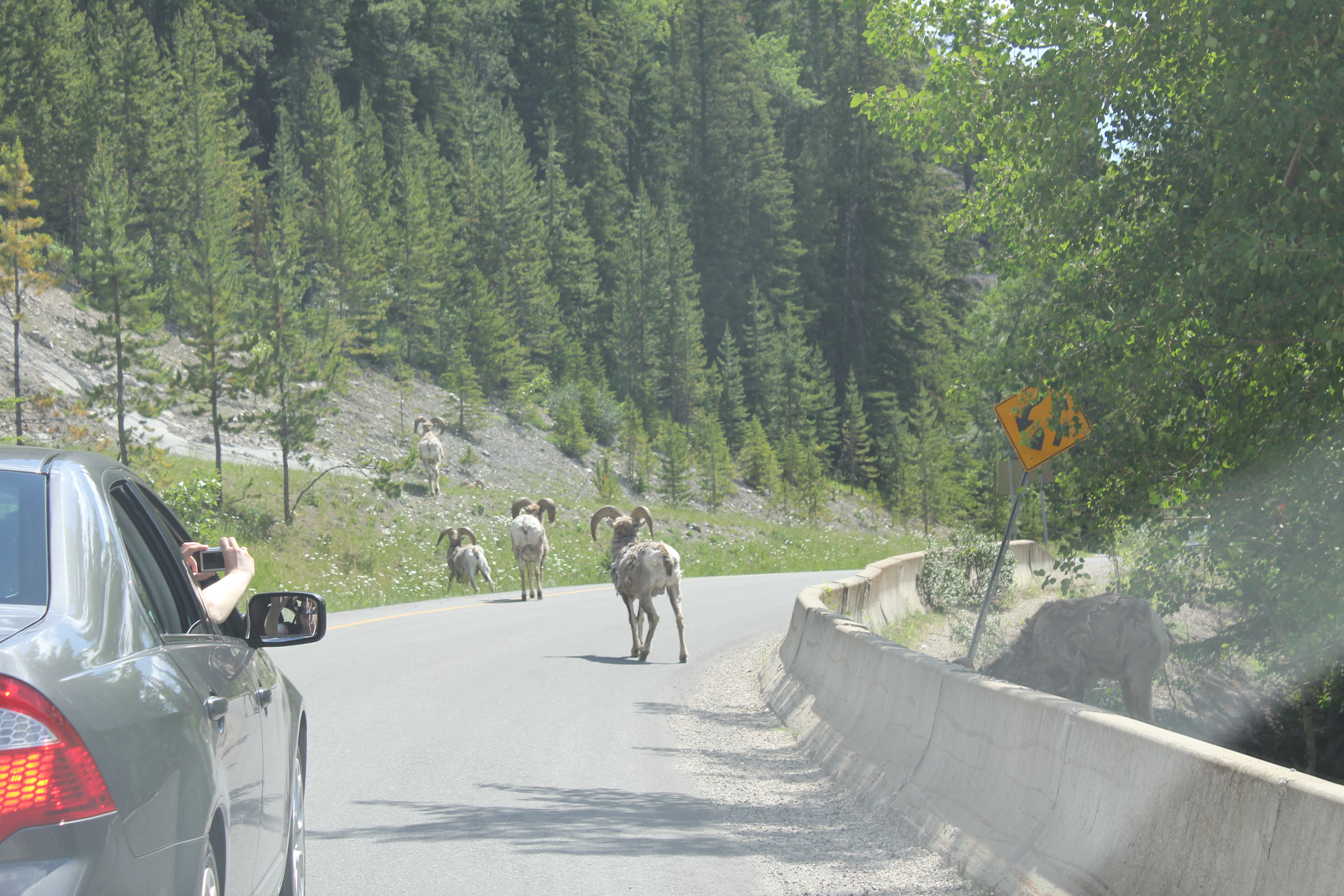 2011 July Break - Alberta, Canada (Jasper National Park, Bighorn Sheep, More Bears, Elk, Calgary, Pincher Creek)