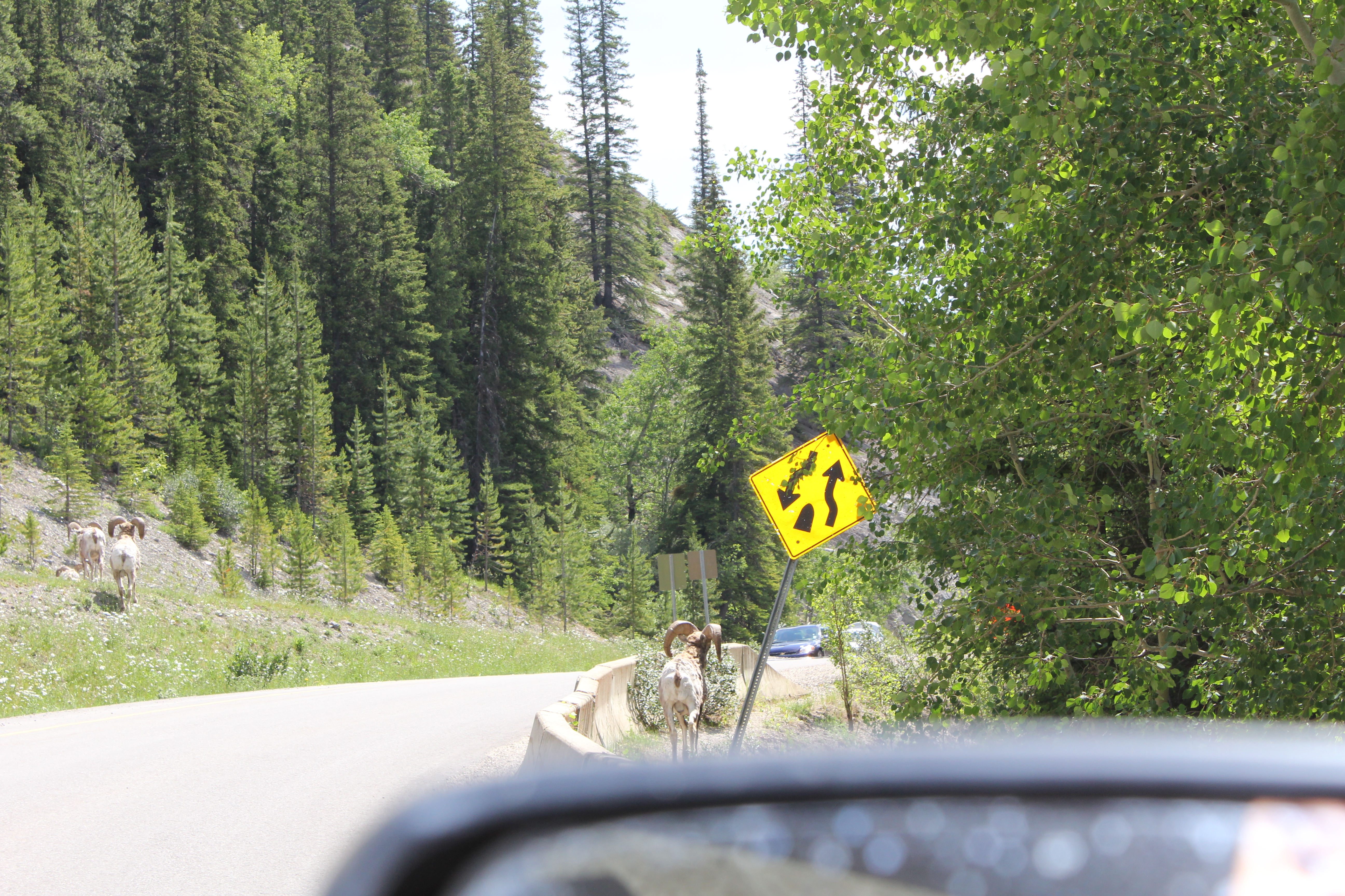 2011 July Break - Alberta, Canada (Jasper National Park, Bighorn Sheep, More Bears, Elk, Calgary, Pincher Creek)