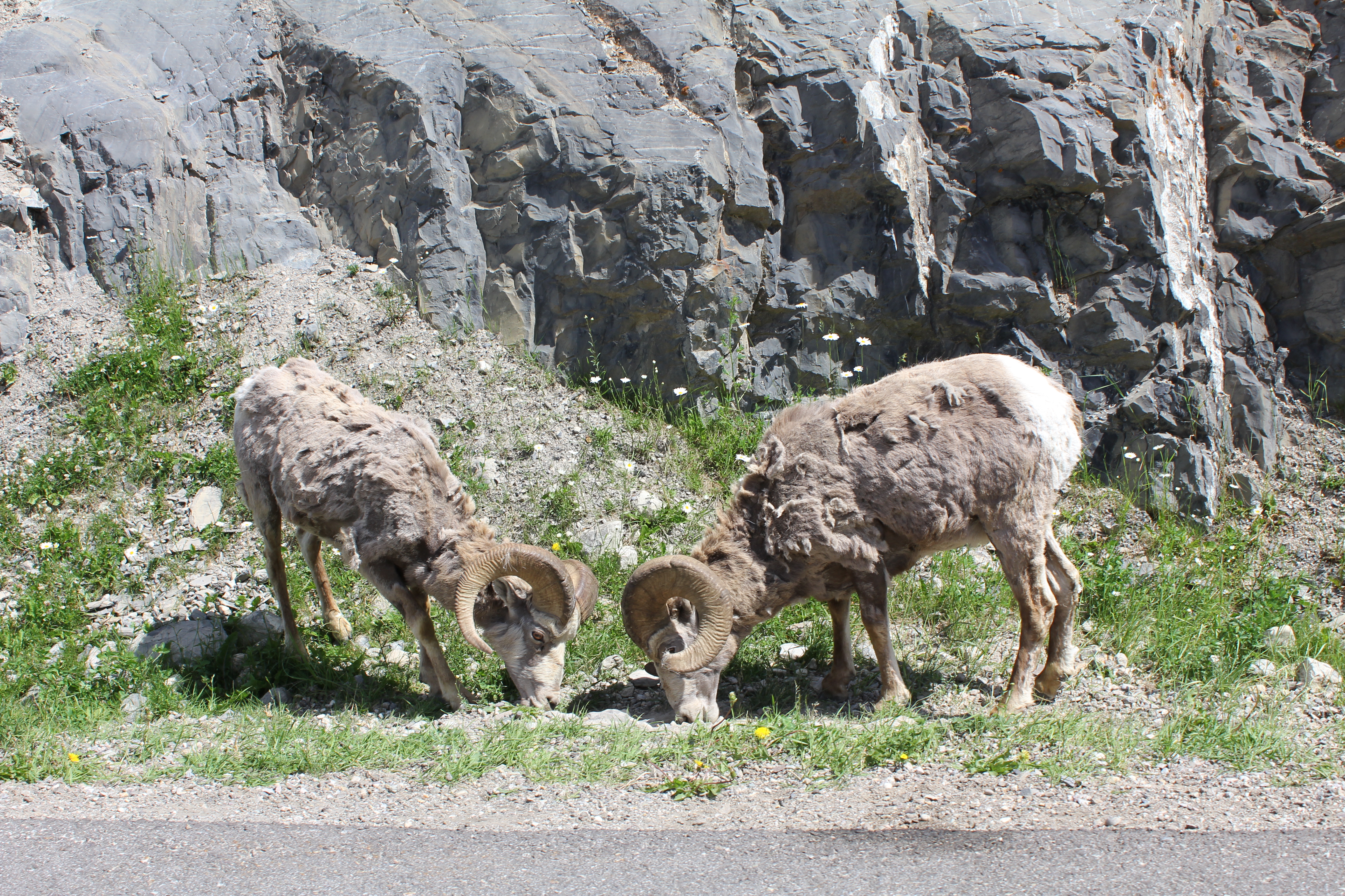 2011 July Break - Alberta, Canada (Jasper National Park, Bighorn Sheep, More Bears, Elk, Calgary, Pincher Creek)