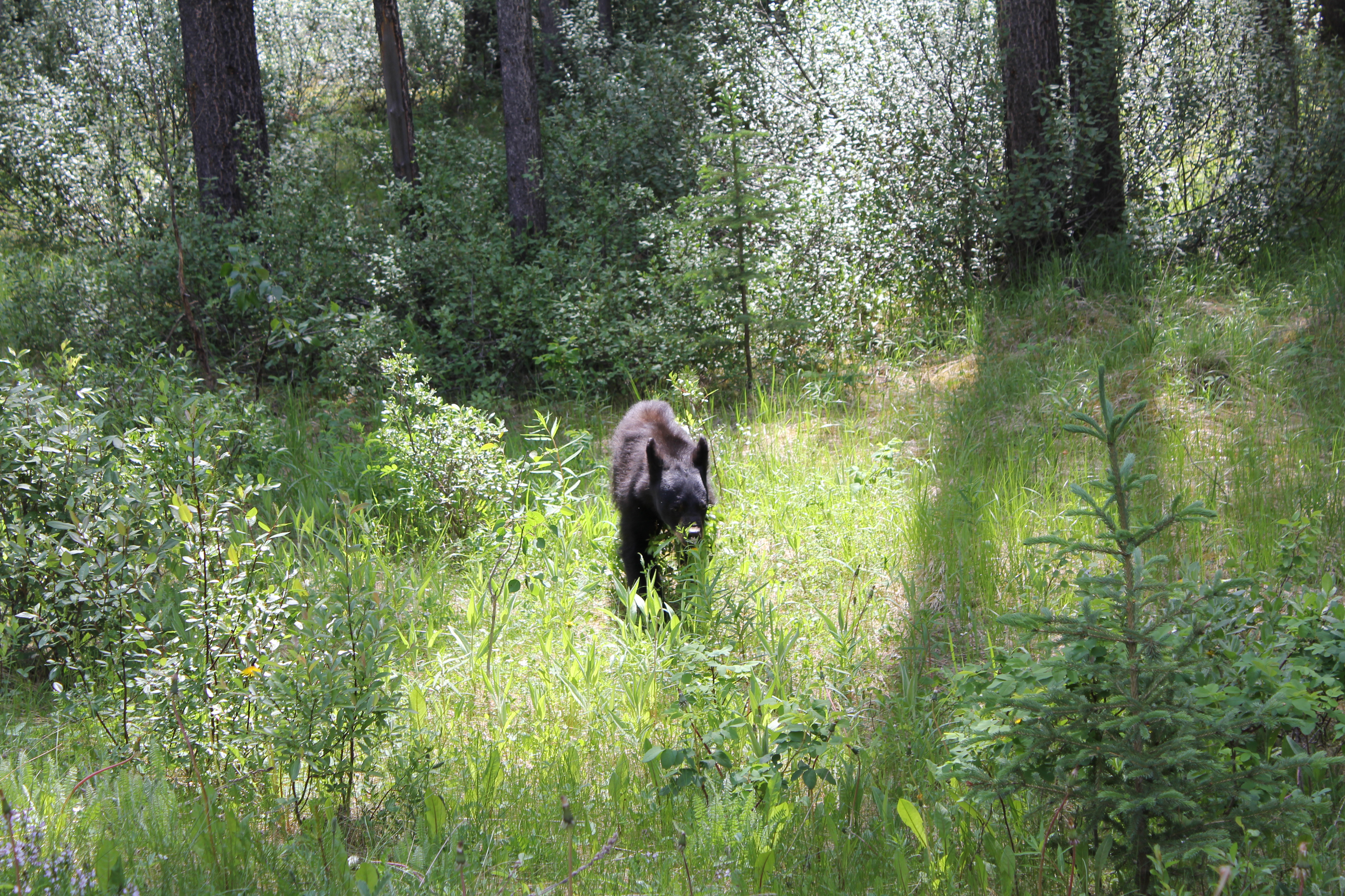 2011 July Break - Alberta, Canada (Jasper National Park, Bighorn Sheep, More Bears, Elk, Calgary, Pincher Creek)