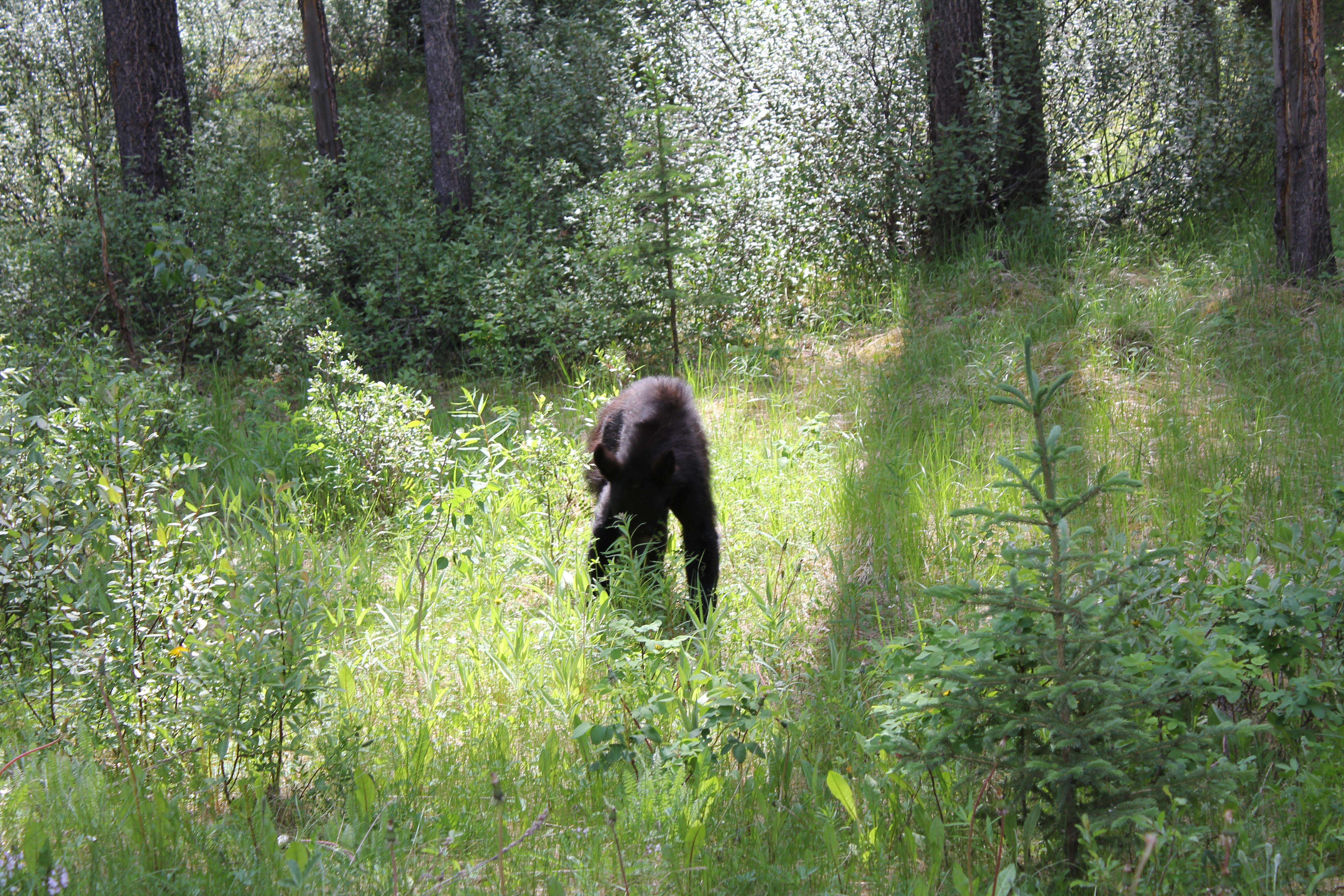 2011 July Break - Alberta, Canada (Jasper National Park, Bighorn Sheep, More Bears, Elk, Calgary, Pincher Creek)