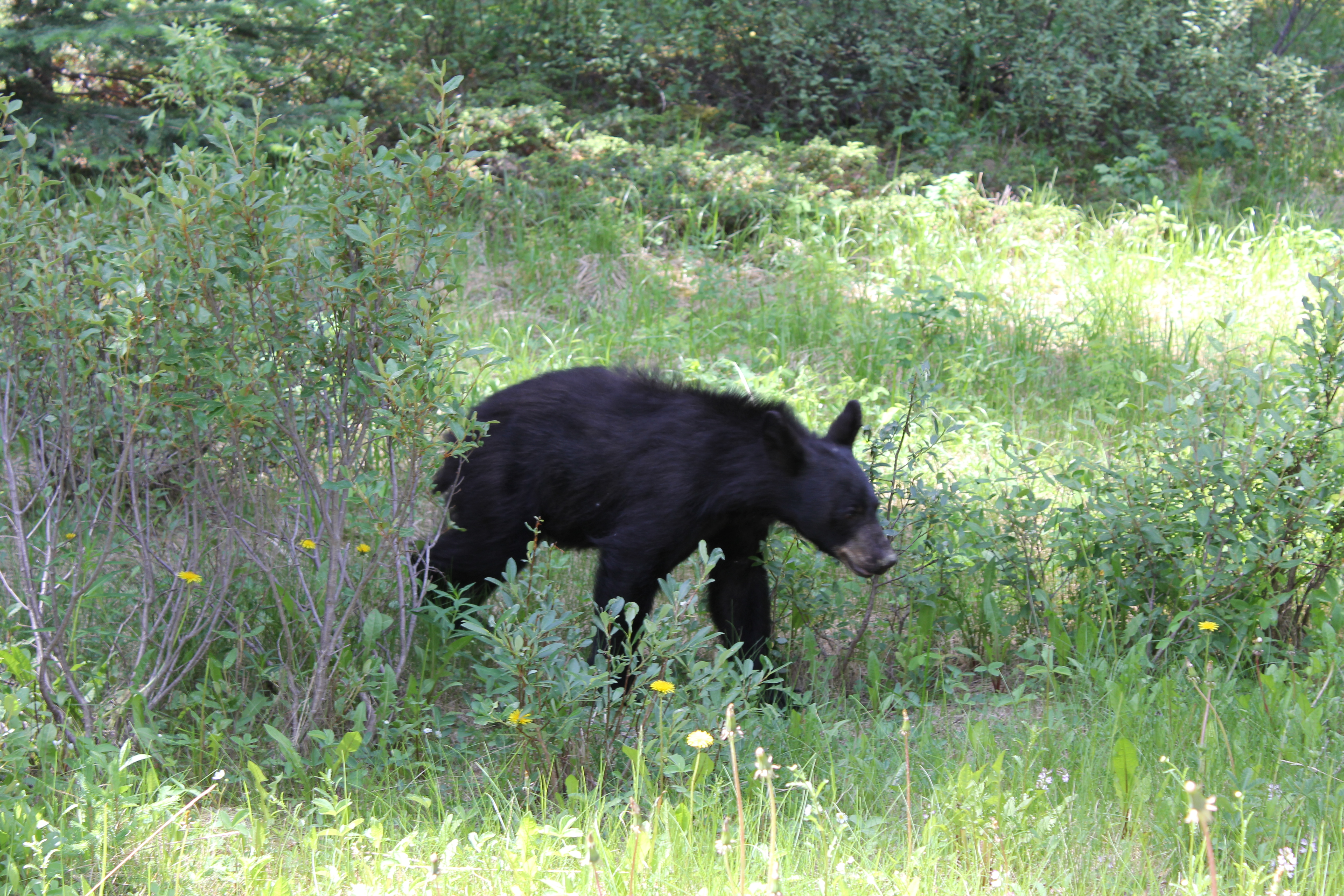 2011 July Break - Alberta, Canada (Jasper National Park, Bighorn Sheep, More Bears, Elk, Calgary, Pincher Creek)