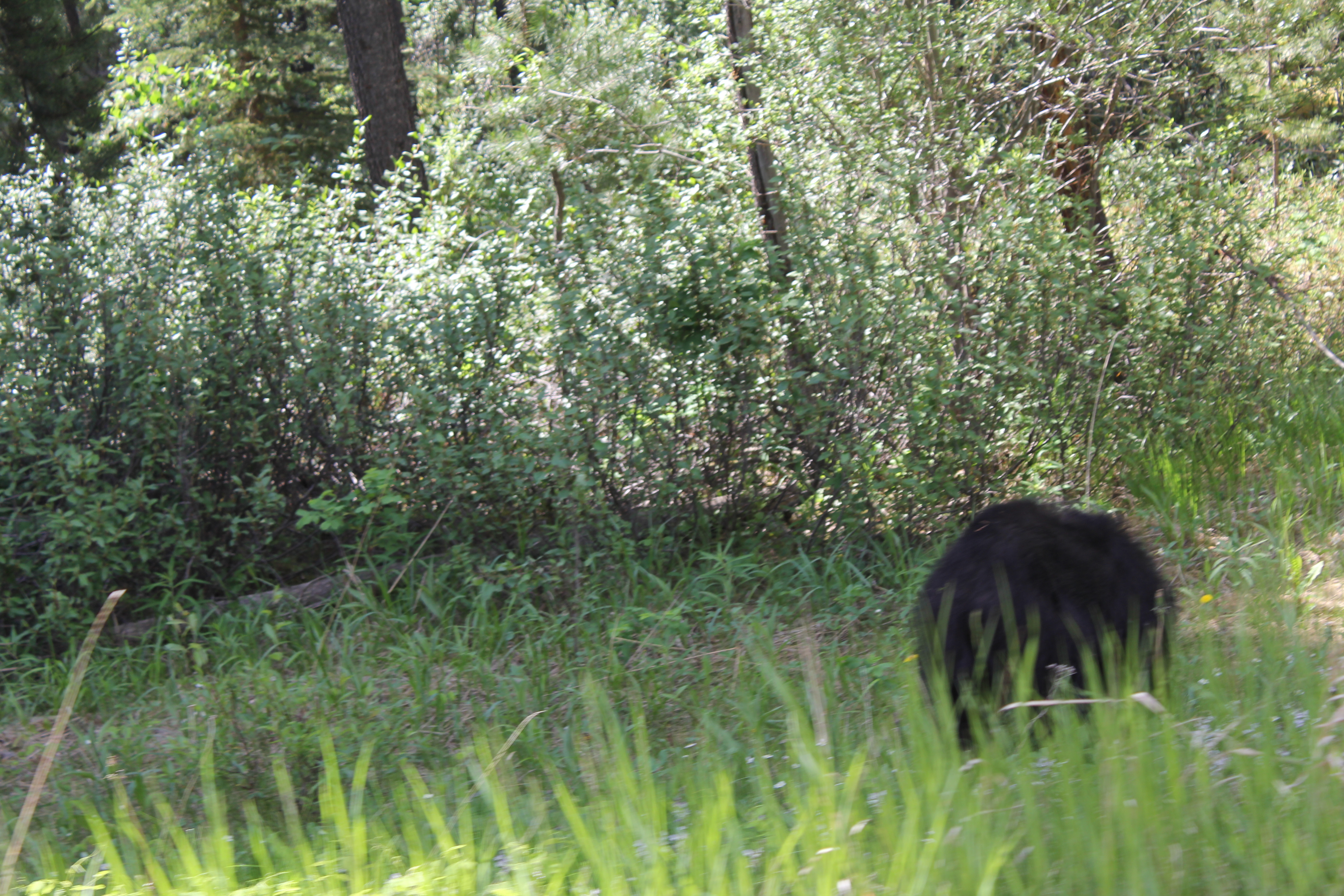 2011 July Break - Alberta, Canada (Jasper National Park, Bighorn Sheep, More Bears, Elk, Calgary, Pincher Creek)