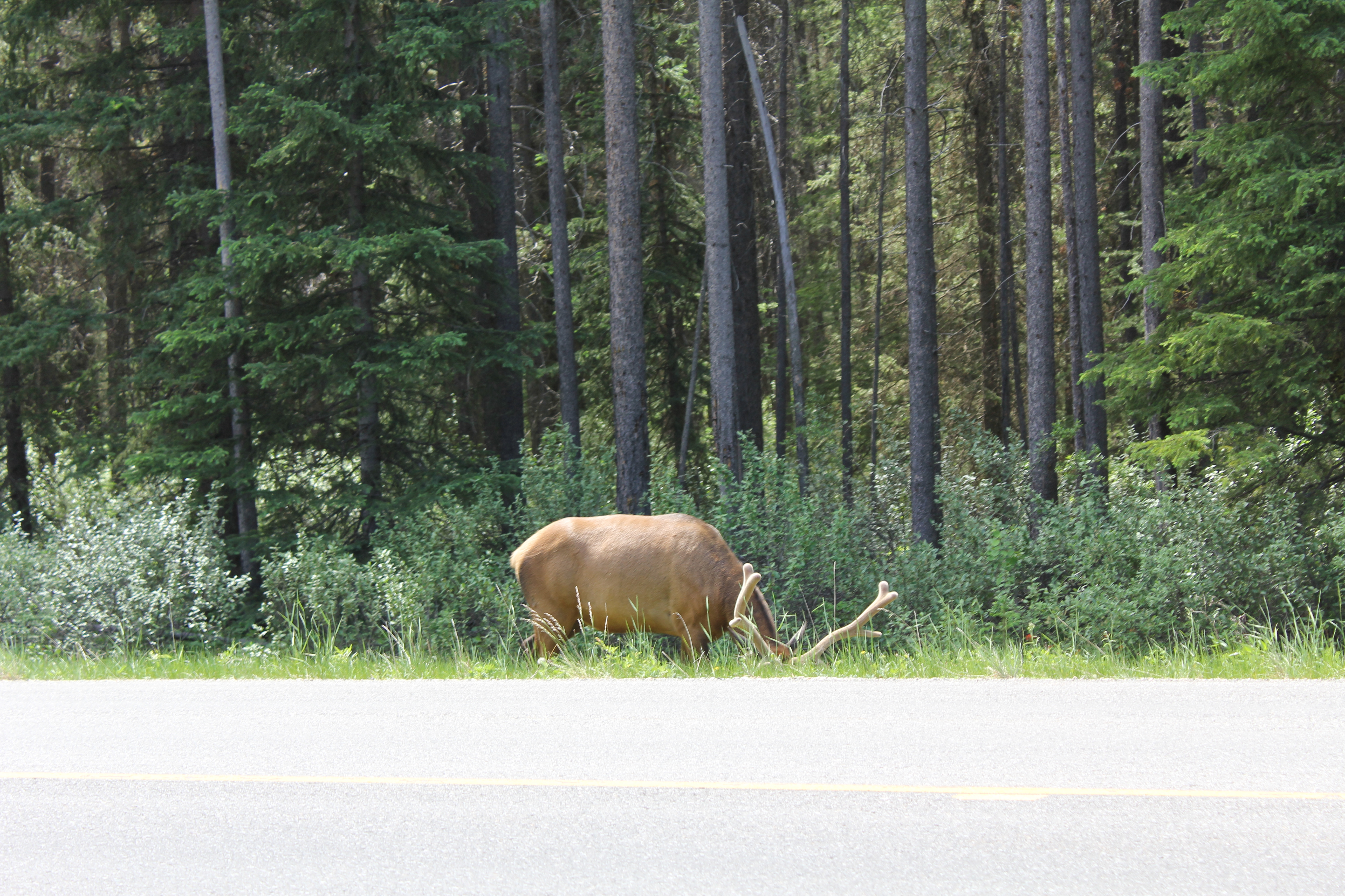 2011 July Break - Alberta, Canada (Jasper National Park, Bighorn Sheep, More Bears, Elk, Calgary, Pincher Creek)