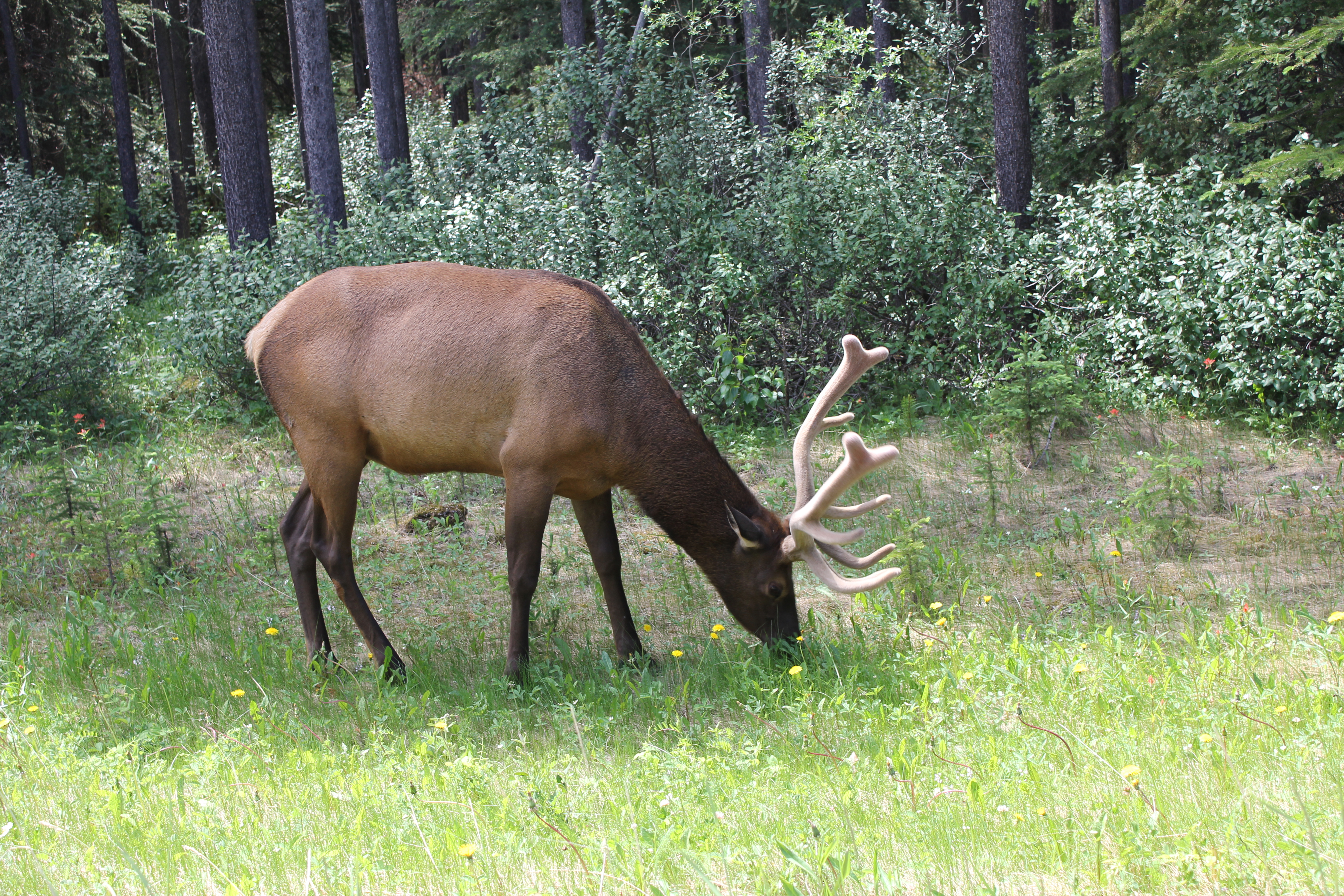 2011 July Break - Alberta, Canada (Jasper National Park, Bighorn Sheep, More Bears, Elk, Calgary, Pincher Creek)