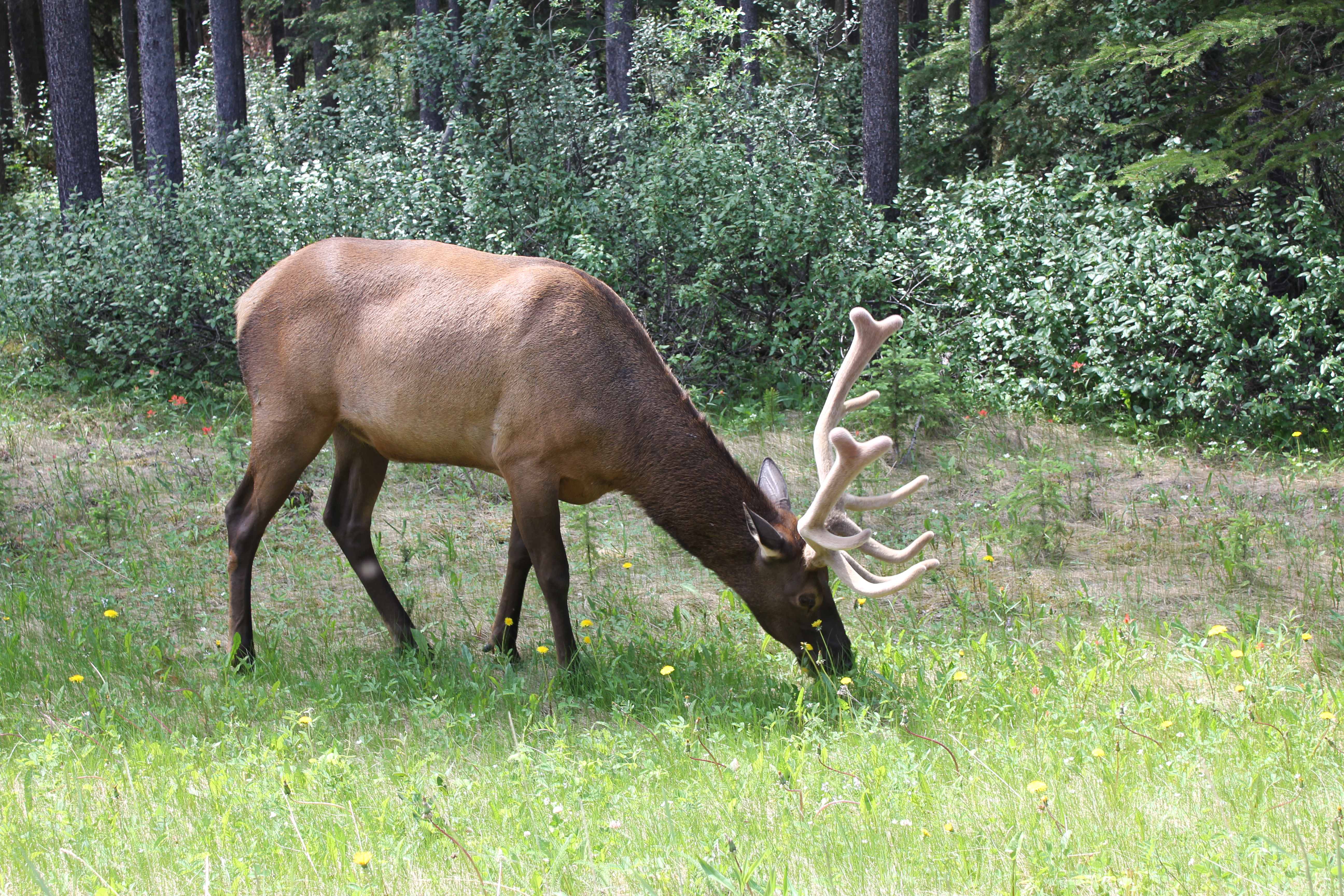 2011 July Break - Alberta, Canada (Jasper National Park, Bighorn Sheep, More Bears, Elk, Calgary, Pincher Creek)