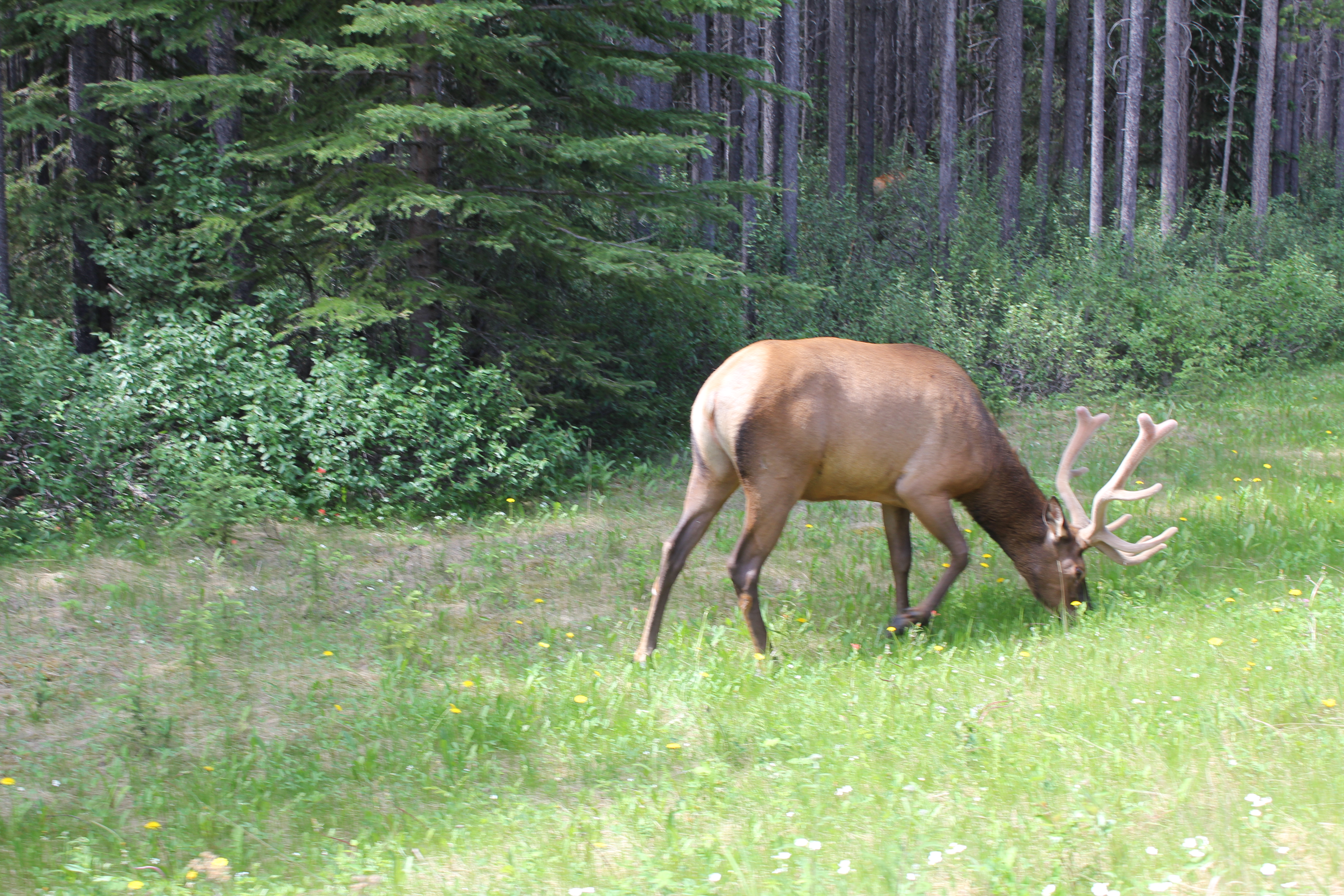 2011 July Break - Alberta, Canada (Jasper National Park, Bighorn Sheep, More Bears, Elk, Calgary, Pincher Creek)