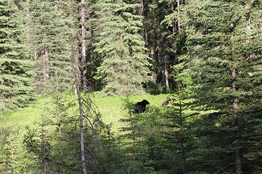 2011 July Break - British Columbia, Canada (Galena Bay Ferry, Revelstoke, Glacier National Park, Black Bears, Grizzly Bear, Mountain Goat)