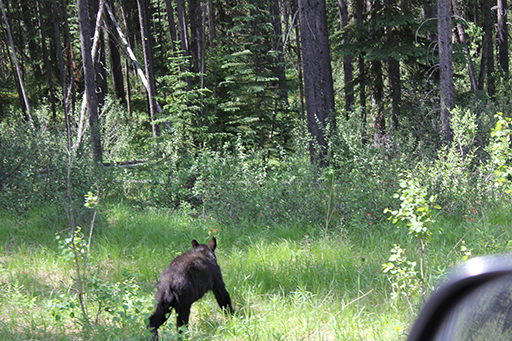 2011 July Break - Alberta, Canada (Jasper National Park, Bighorn Sheep, More Bears, Elk, Calgary, Pincher Creek)
