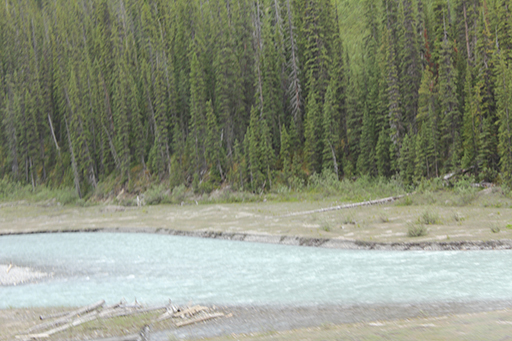 2011 July Break - Alberta, Canada (Jasper National Park, Bighorn Sheep, More Bears, Elk, Calgary, Pincher Creek)