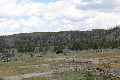 2011 July Break - Yellowstone (Old Faithful Geyser, Buffalo, Bee Semi Truck Crash, Pocatello)