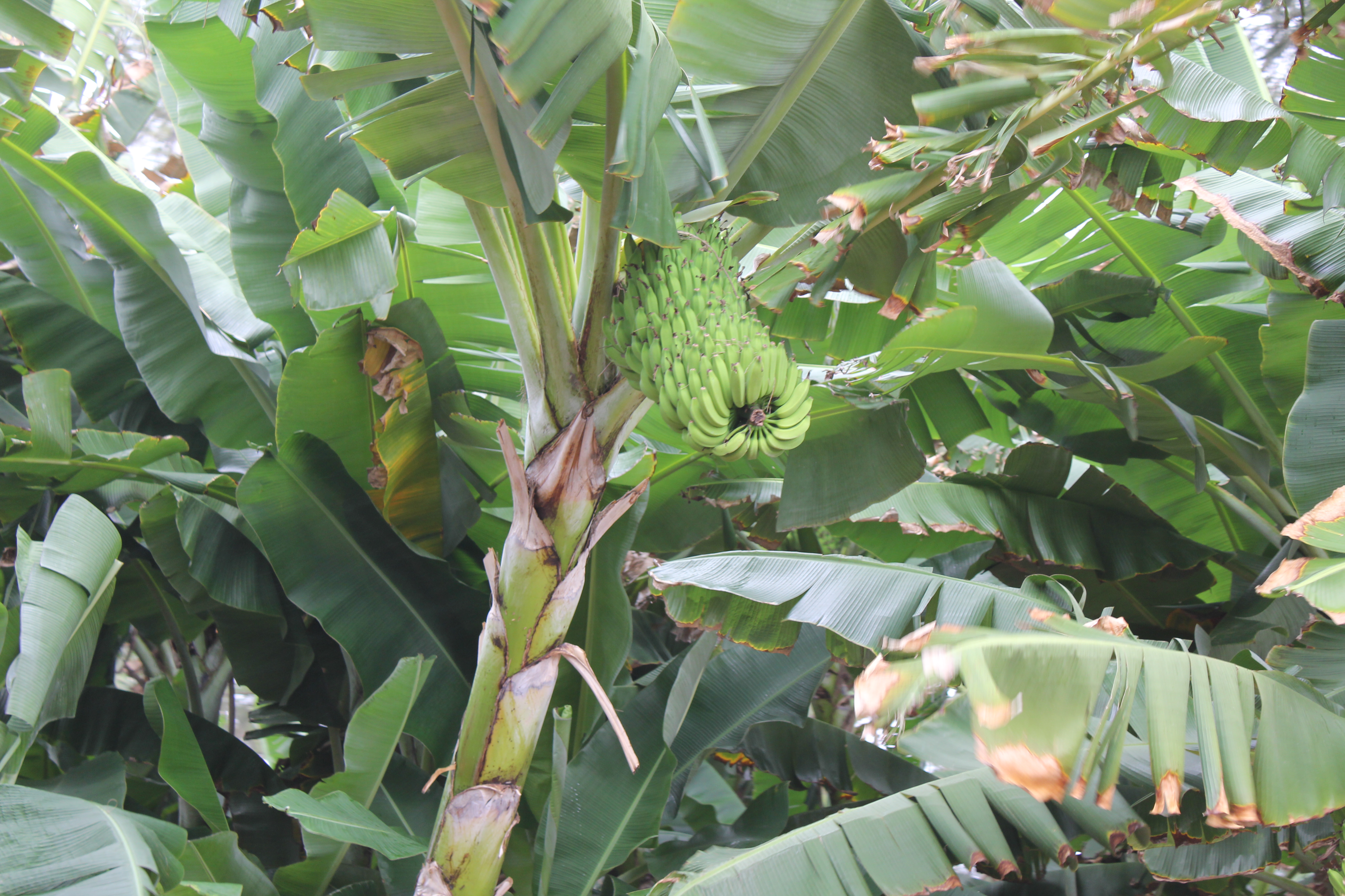 2012 Hawaii Family Trip - Day 4 (Kahuku Farmer's Market, Sea Turtles, Kahuku Farms Tour, Kahuku Shrimp)