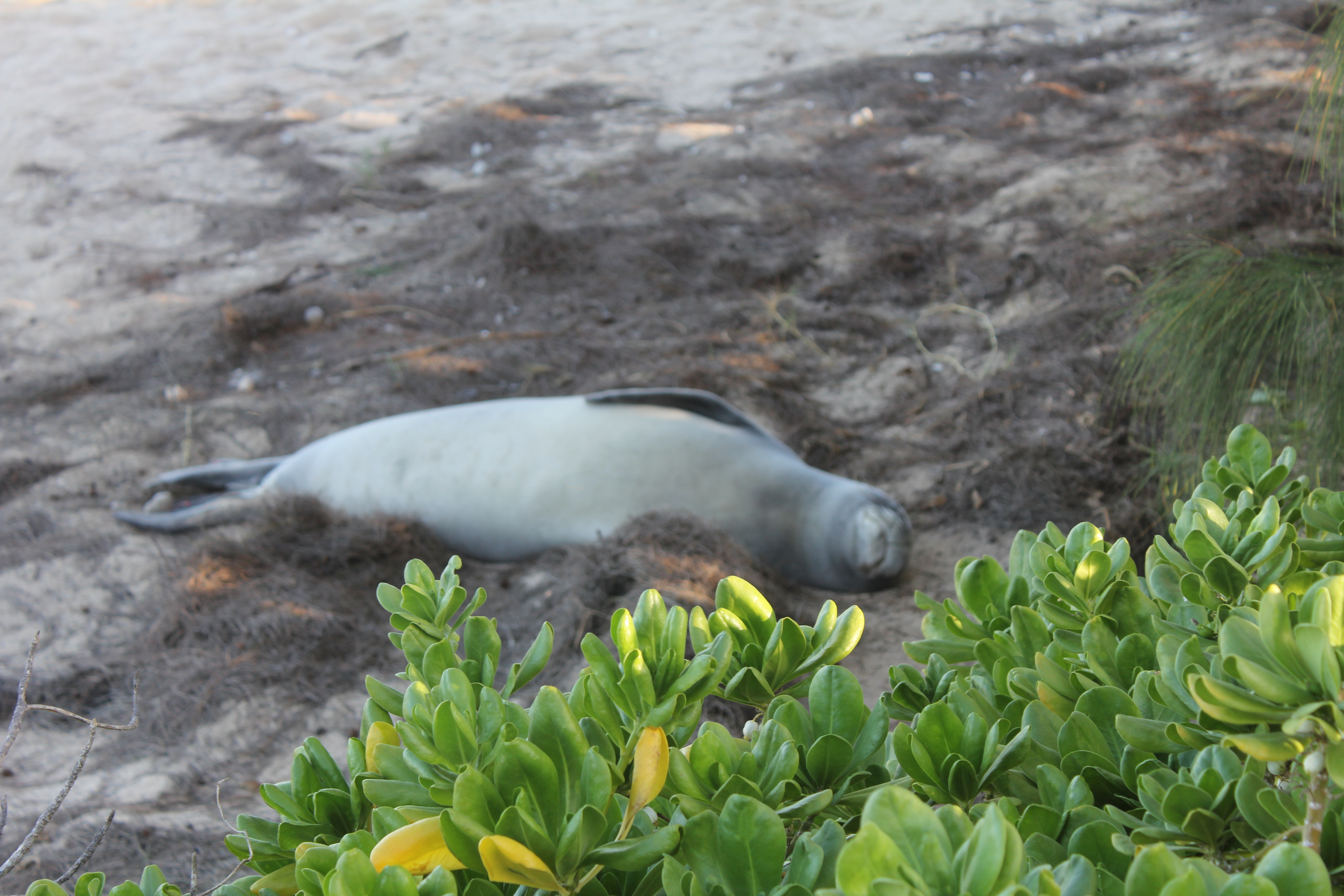 2012 Hawaii Family Trip - Day 11 (Seal, Ted's Bakery, Dole Plantation, Giant Waves, Sunset on Sunset Beach, Gecko)
