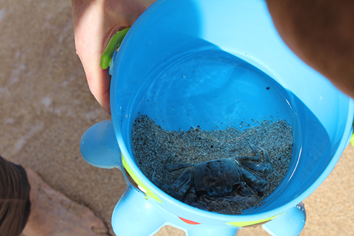 2012 Hawaii Family Trip - Day 2 (Turtle Bay Resort, Breakfast @ Hukilau Cafe, Playing on the Beach, Catching Crabs)