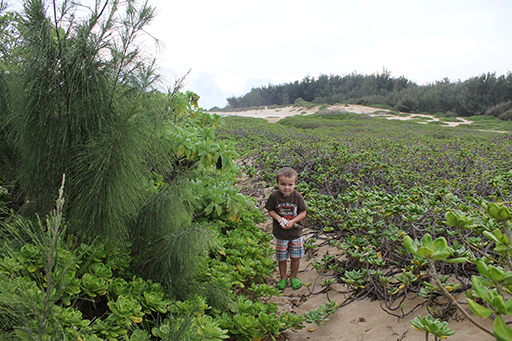 2012 Hawaii Family Trip - Day 13 (Hawaiian Shaved Ice, Romy's Kahuku Prawns & Shrimp, Catching Frogs