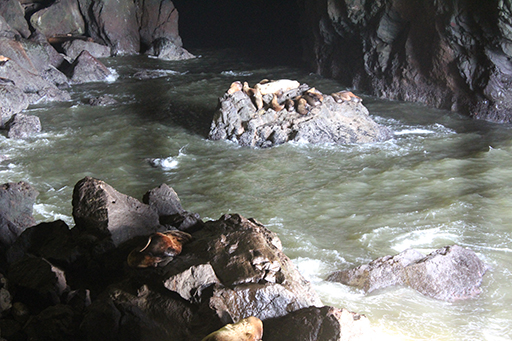 2013 July Break - Oregon Coast - Sea Lion Caves