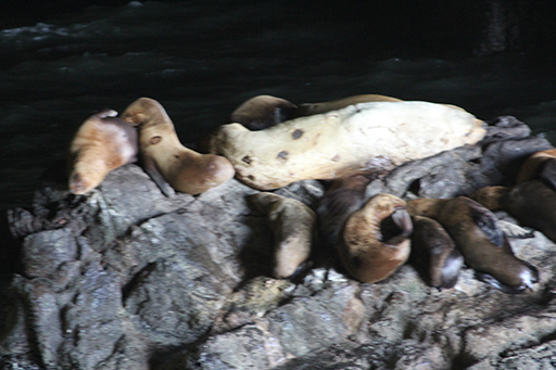 2013 July Break - Oregon Coast - Sea Lion Caves