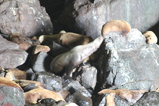 2013 July Break - Oregon Coast - Sea Lion Caves