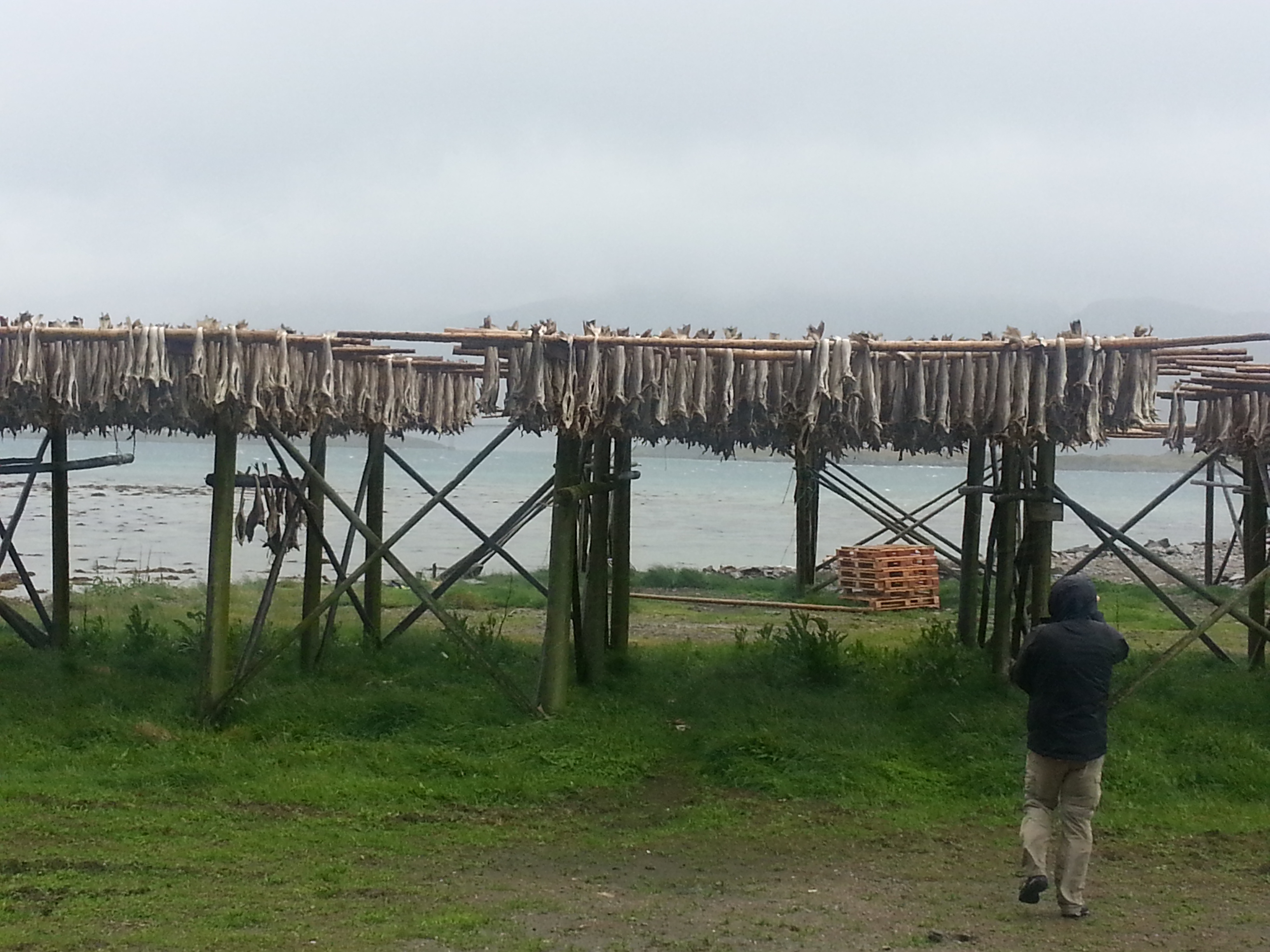 2014 Europe Trip Day 18 - Norway (Lofoten Islands: Sordal Tunnel (4 miles),  Sloverfjord Tunnel (2 miles), Chocolate Chip Rolls, Svolvaer, Lofoten Stockfish (Hanging Cod), Fishing Village Named Å, Snails, Fiskeburger (Fish Burger), Wild Reindeer) 