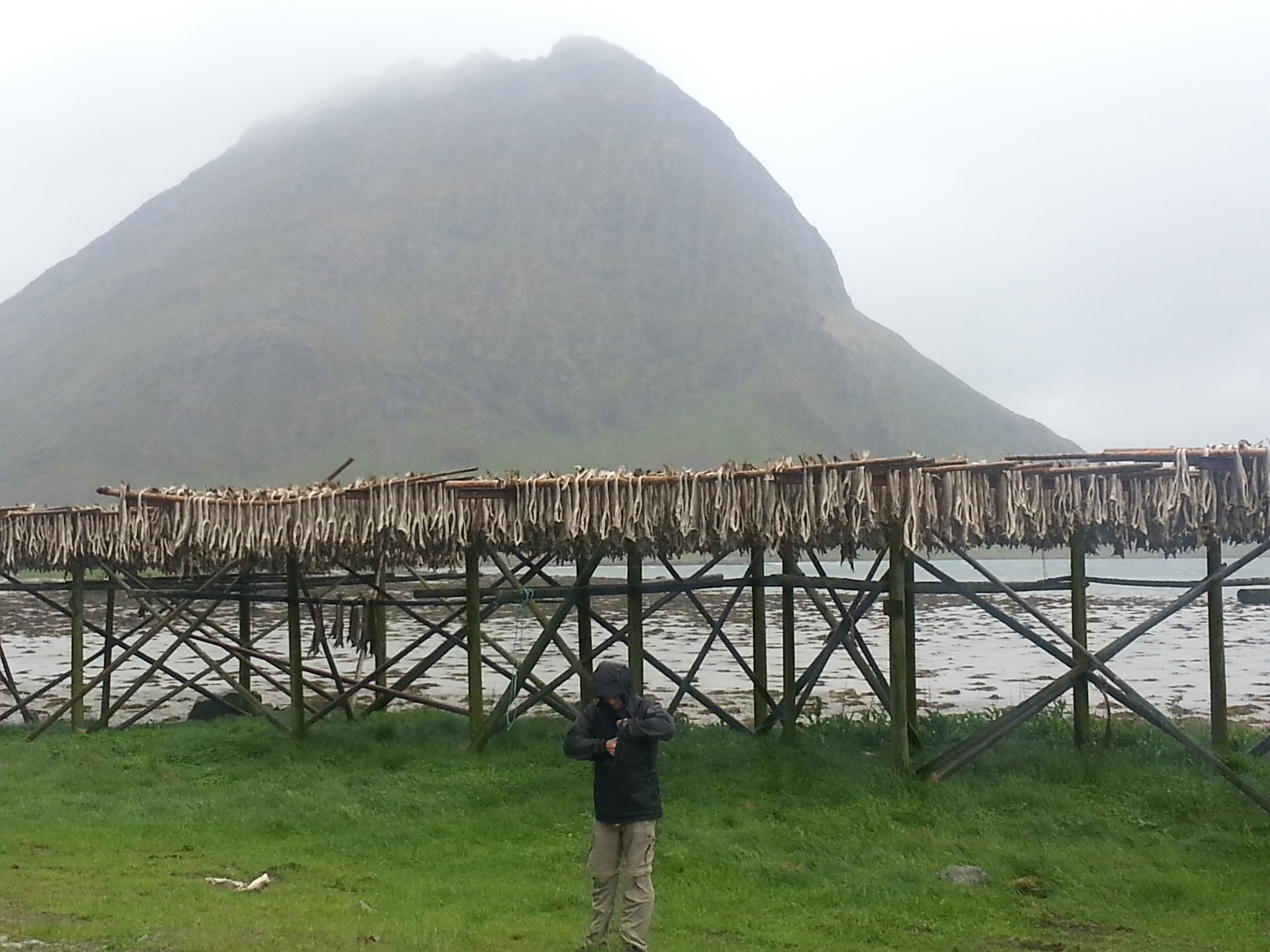 2014 Europe Trip Day 18 - Norway (Lofoten Islands: Sordal Tunnel (4 miles),  Sloverfjord Tunnel (2 miles), Chocolate Chip Rolls, Svolvaer, Lofoten Stockfish (Hanging Cod), Fishing Village Named Å, Snails, Fiskeburger (Fish Burger), Wild Reindeer) 