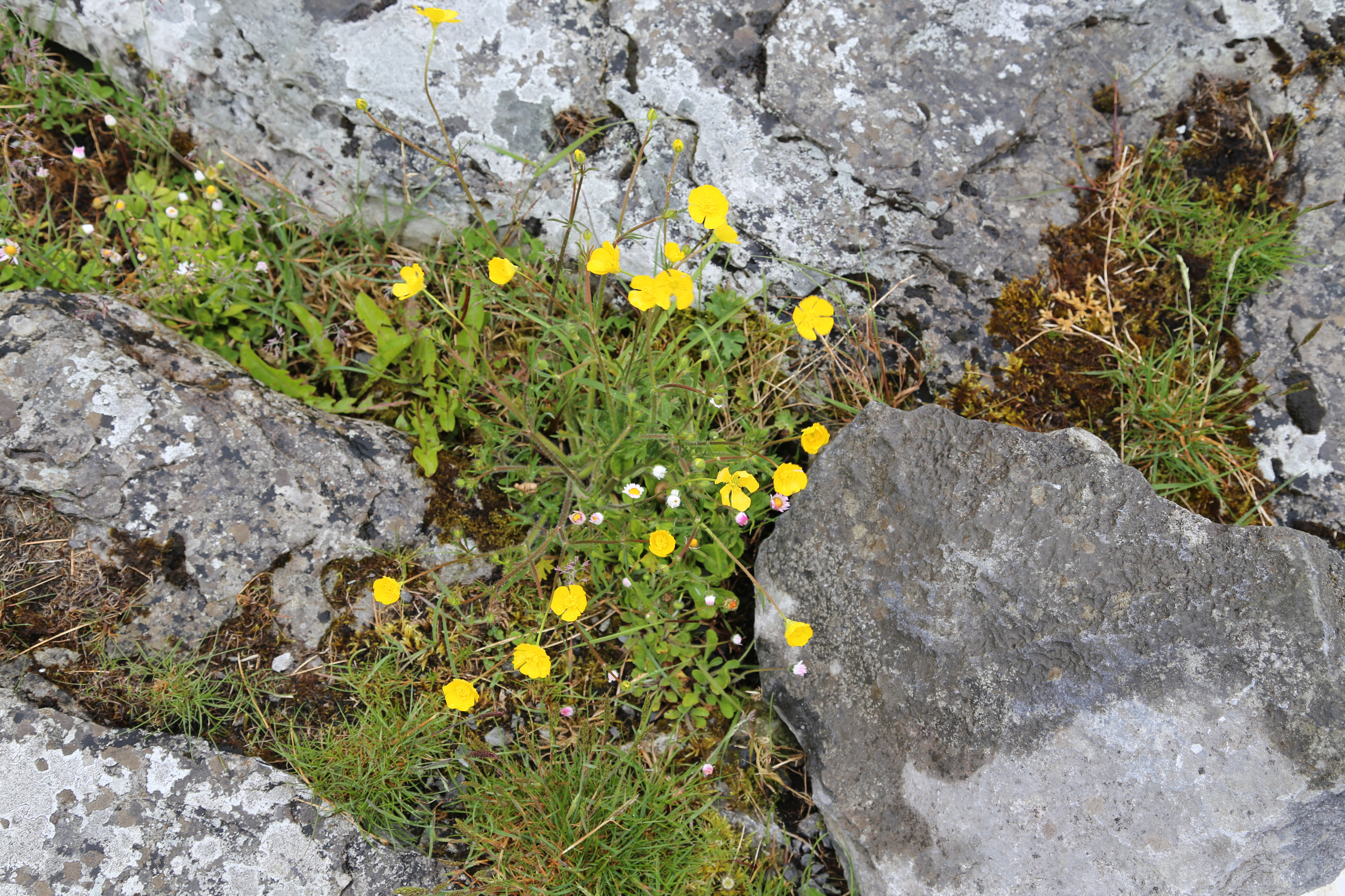 2014 Europe Trip Day 3 - Ireland (The Burren, Poulnabrone Portal Tomb Dolmen, Caherconnell Fort, Sheepdogs, Ring of Kerry, Killarney National Park, Muckross House, Torc Waterfall)