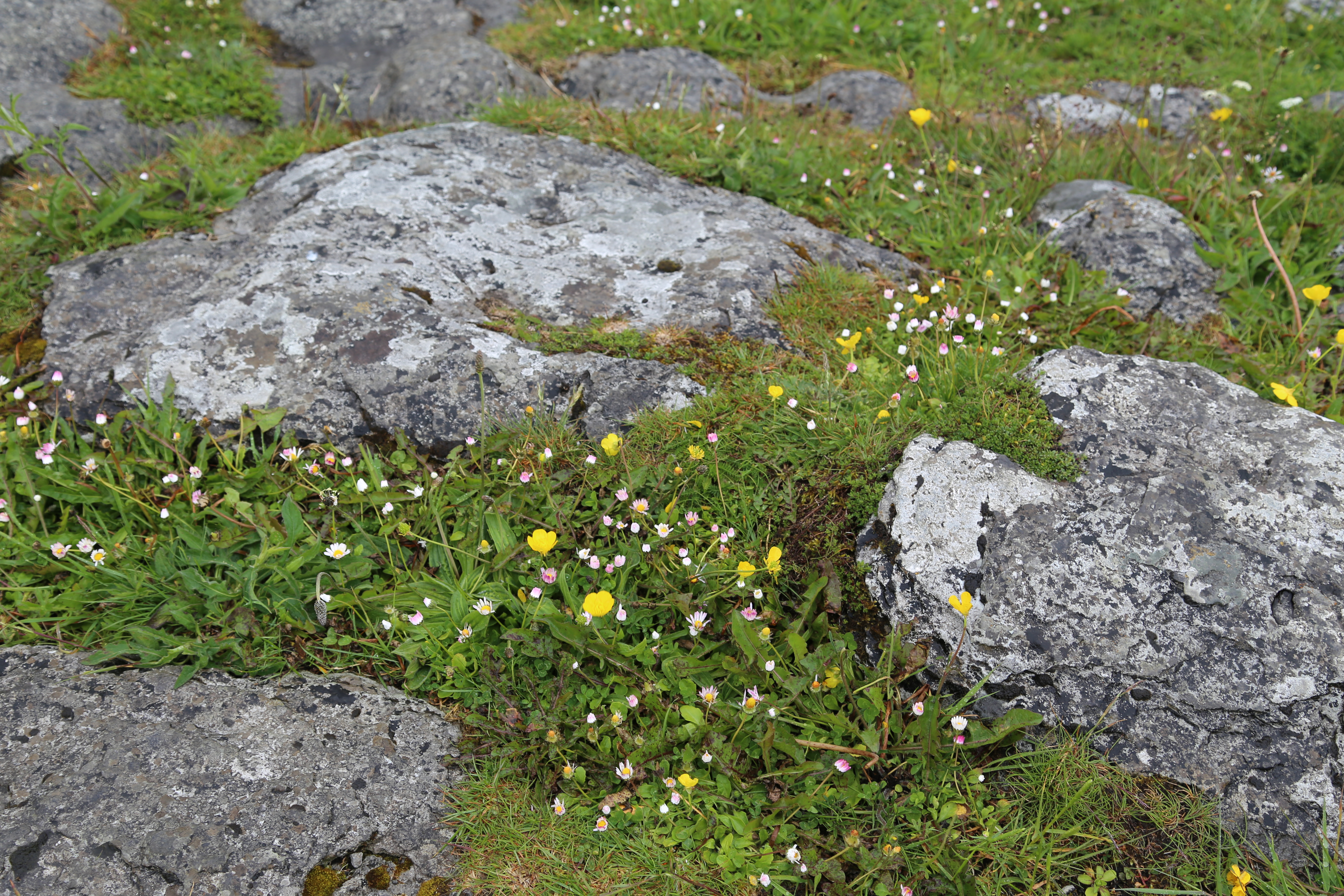 2014 Europe Trip Day 3 - Ireland (The Burren, Poulnabrone Portal Tomb Dolmen, Caherconnell Fort, Sheepdogs, Ring of Kerry, Killarney National Park, Muckross House, Torc Waterfall)