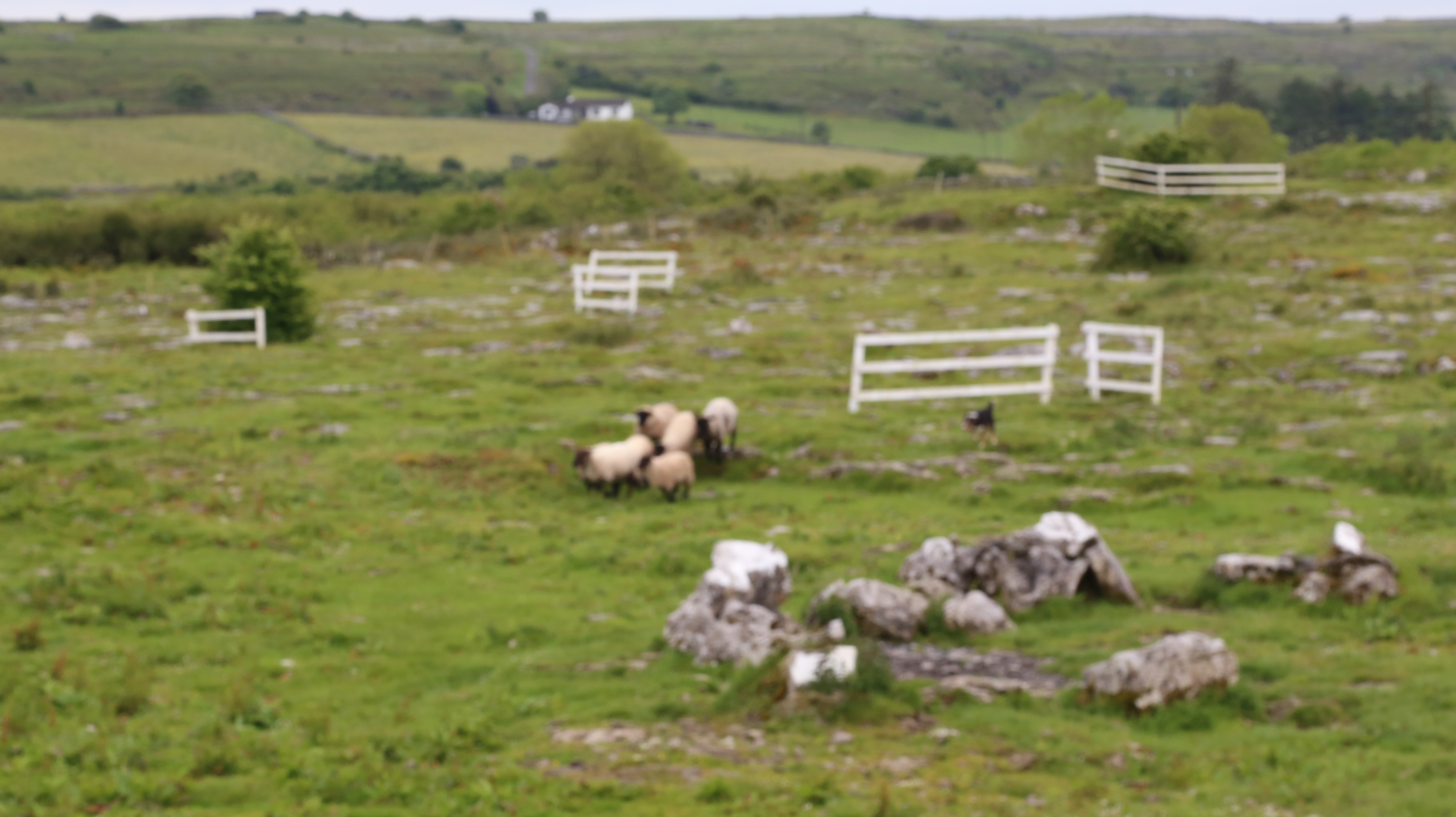 2014 Europe Trip Day 3 - Ireland (The Burren, Poulnabrone Portal Tomb Dolmen, Caherconnell Fort, Sheepdogs, Ring of Kerry, Killarney National Park, Muckross House, Torc Waterfall)