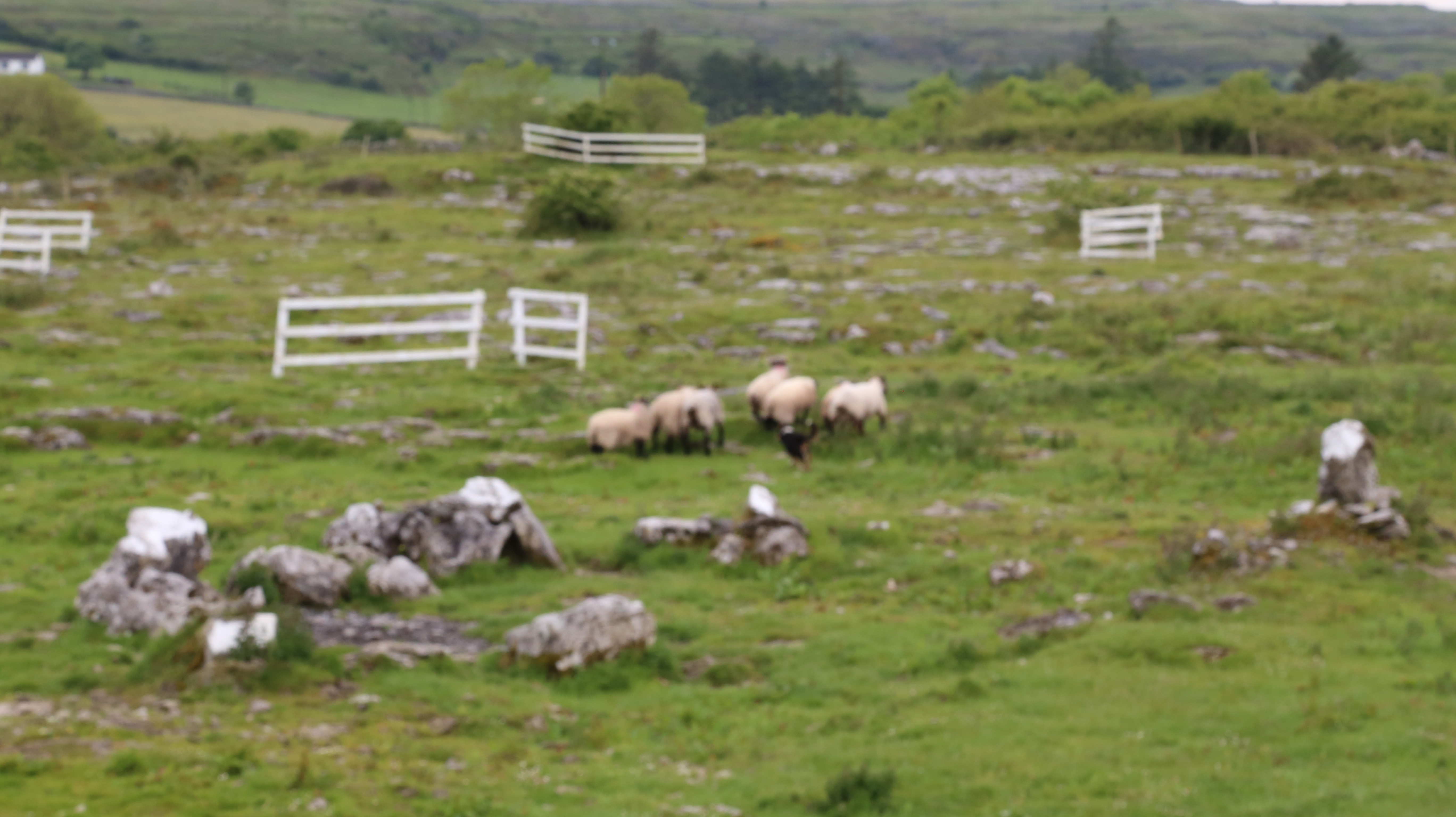 2014 Europe Trip Day 3 - Ireland (The Burren, Poulnabrone Portal Tomb Dolmen, Caherconnell Fort, Sheepdogs, Ring of Kerry, Killarney National Park, Muckross House, Torc Waterfall)