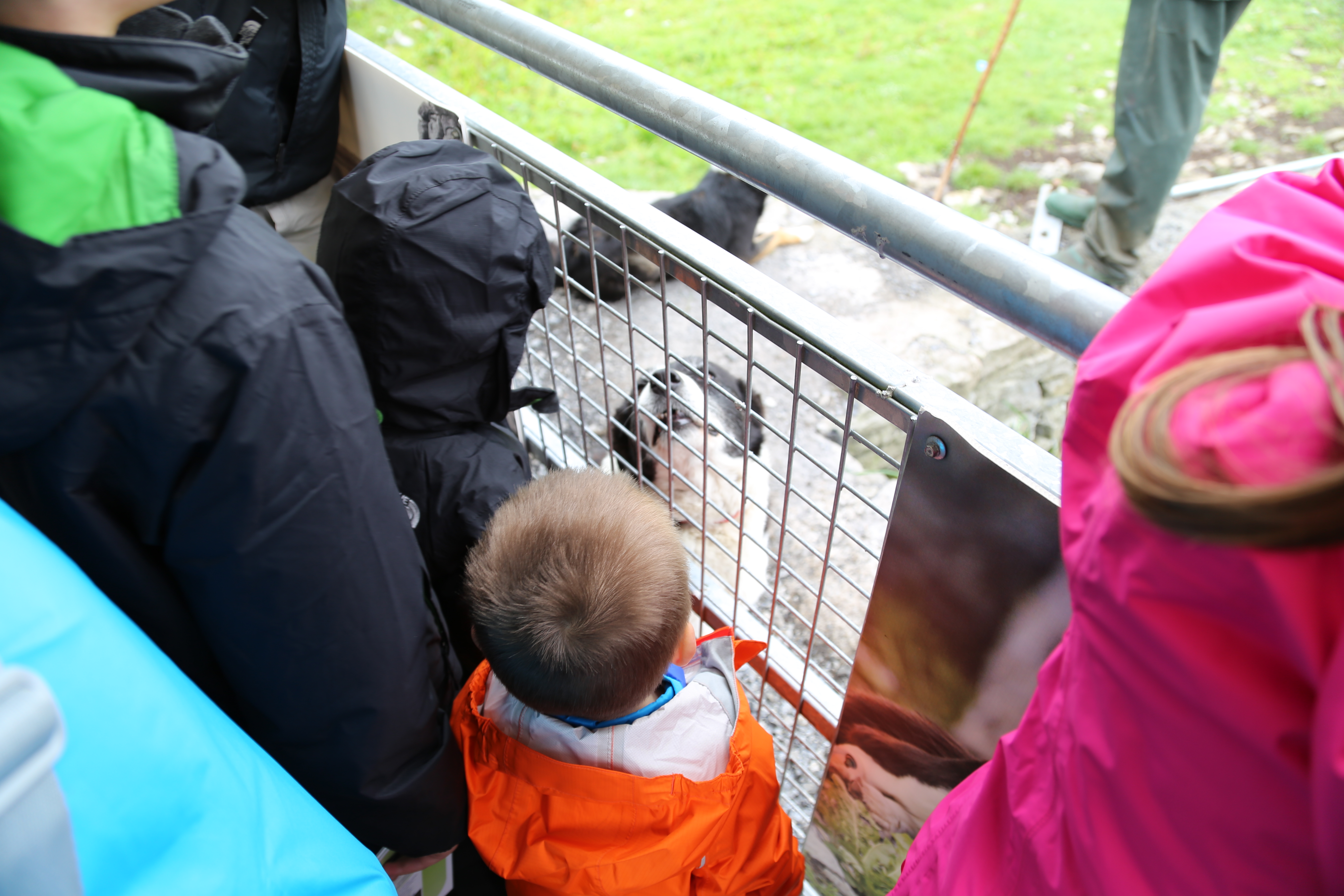 2014 Europe Trip Day 3 - Ireland (The Burren, Poulnabrone Portal Tomb Dolmen, Caherconnell Fort, Sheepdogs, Ring of Kerry, Killarney National Park, Muckross House, Torc Waterfall)