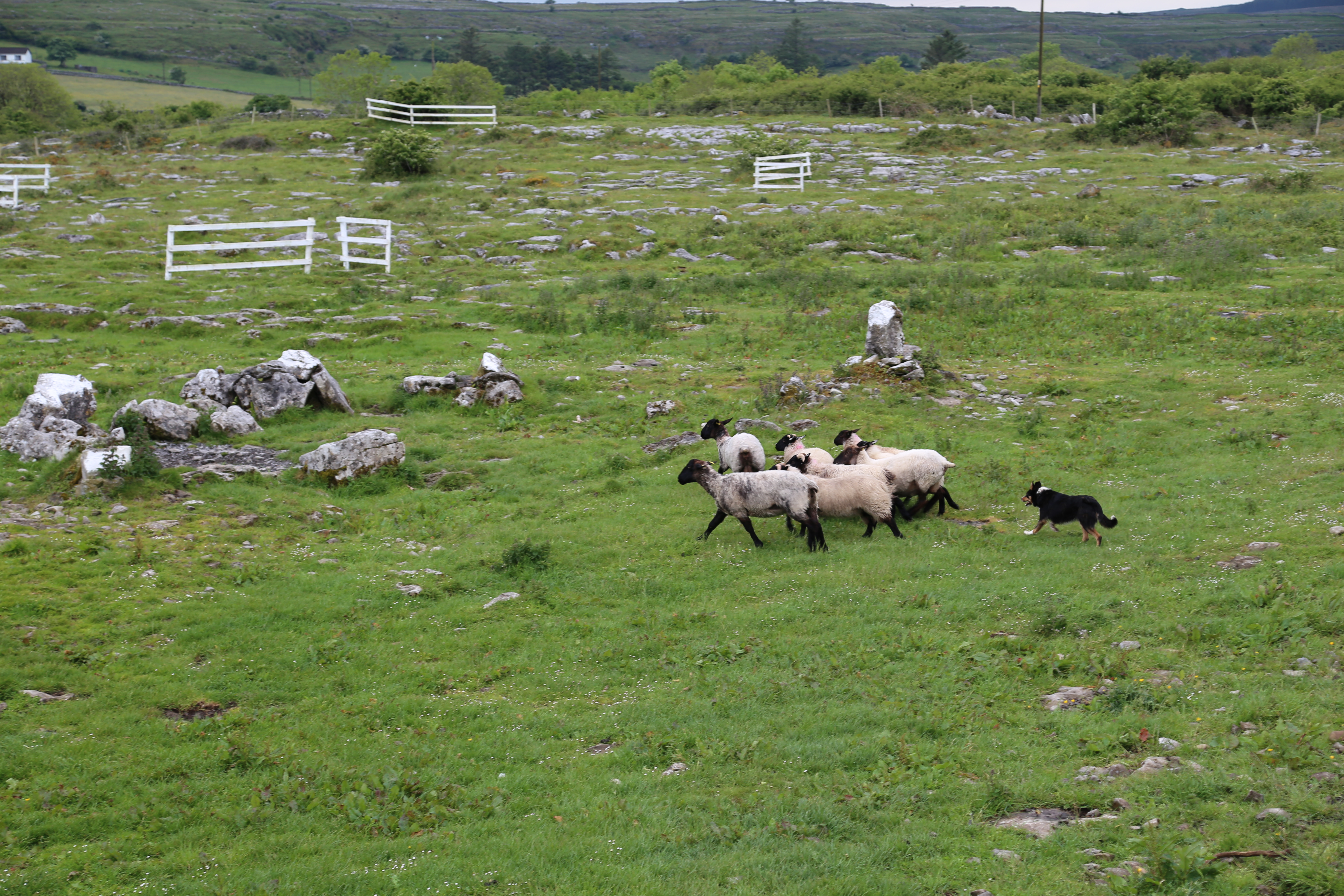 2014 Europe Trip Day 3 - Ireland (The Burren, Poulnabrone Portal Tomb Dolmen, Caherconnell Fort, Sheepdogs, Ring of Kerry, Killarney National Park, Muckross House, Torc Waterfall)