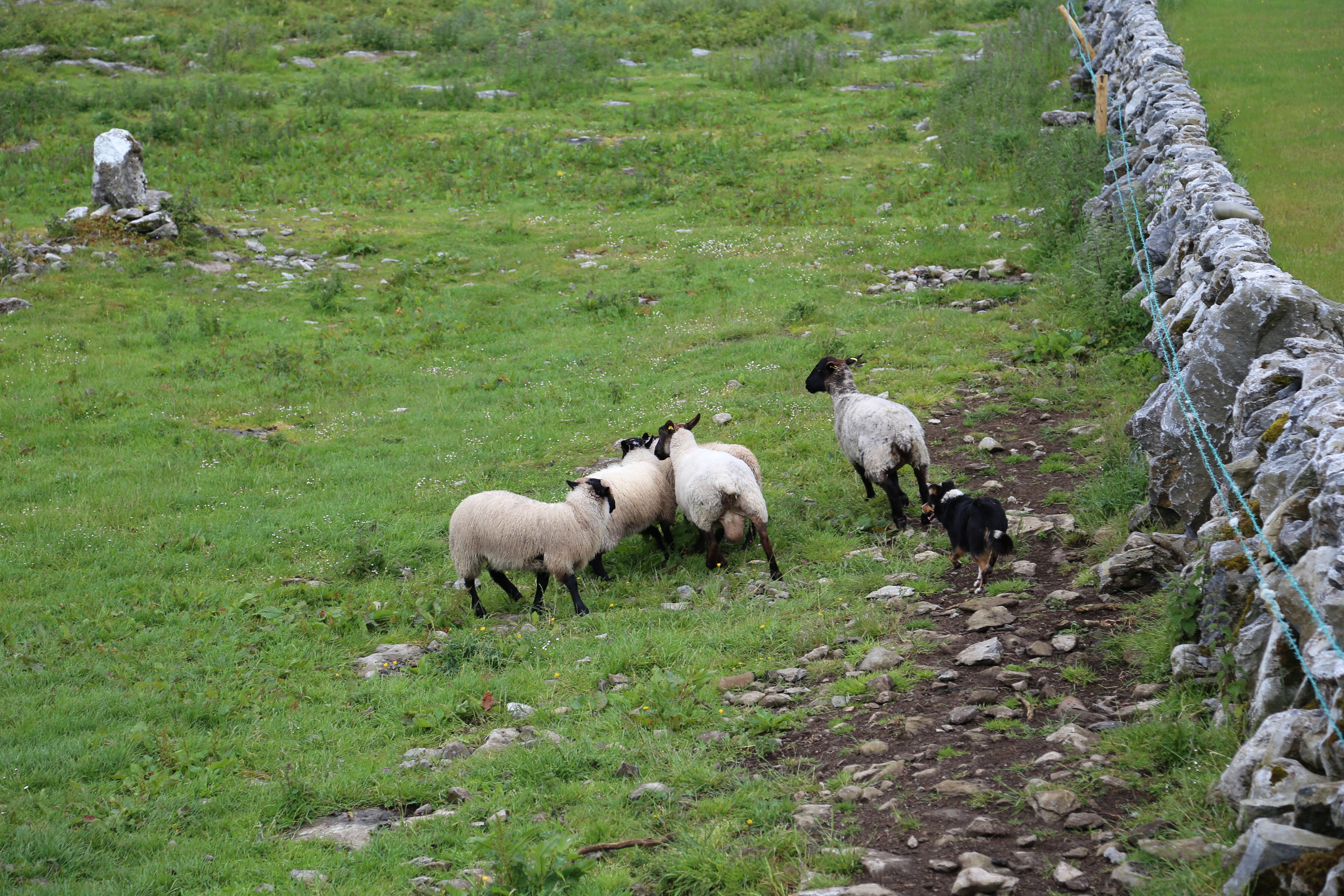 2014 Europe Trip Day 3 - Ireland (The Burren, Poulnabrone Portal Tomb Dolmen, Caherconnell Fort, Sheepdogs, Ring of Kerry, Killarney National Park, Muckross House, Torc Waterfall)