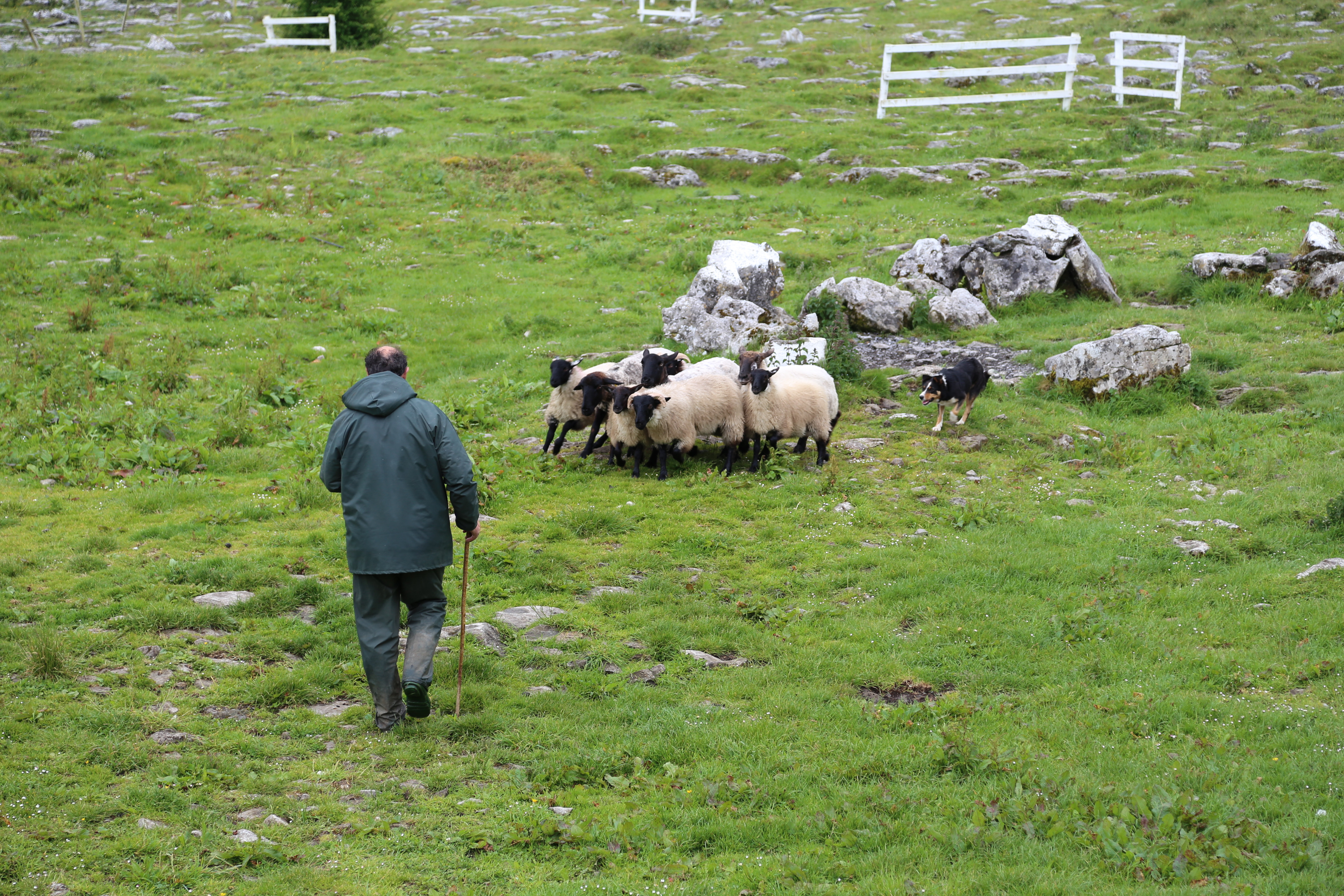 2014 Europe Trip Day 3 - Ireland (The Burren, Poulnabrone Portal Tomb Dolmen, Caherconnell Fort, Sheepdogs, Ring of Kerry, Killarney National Park, Muckross House, Torc Waterfall)