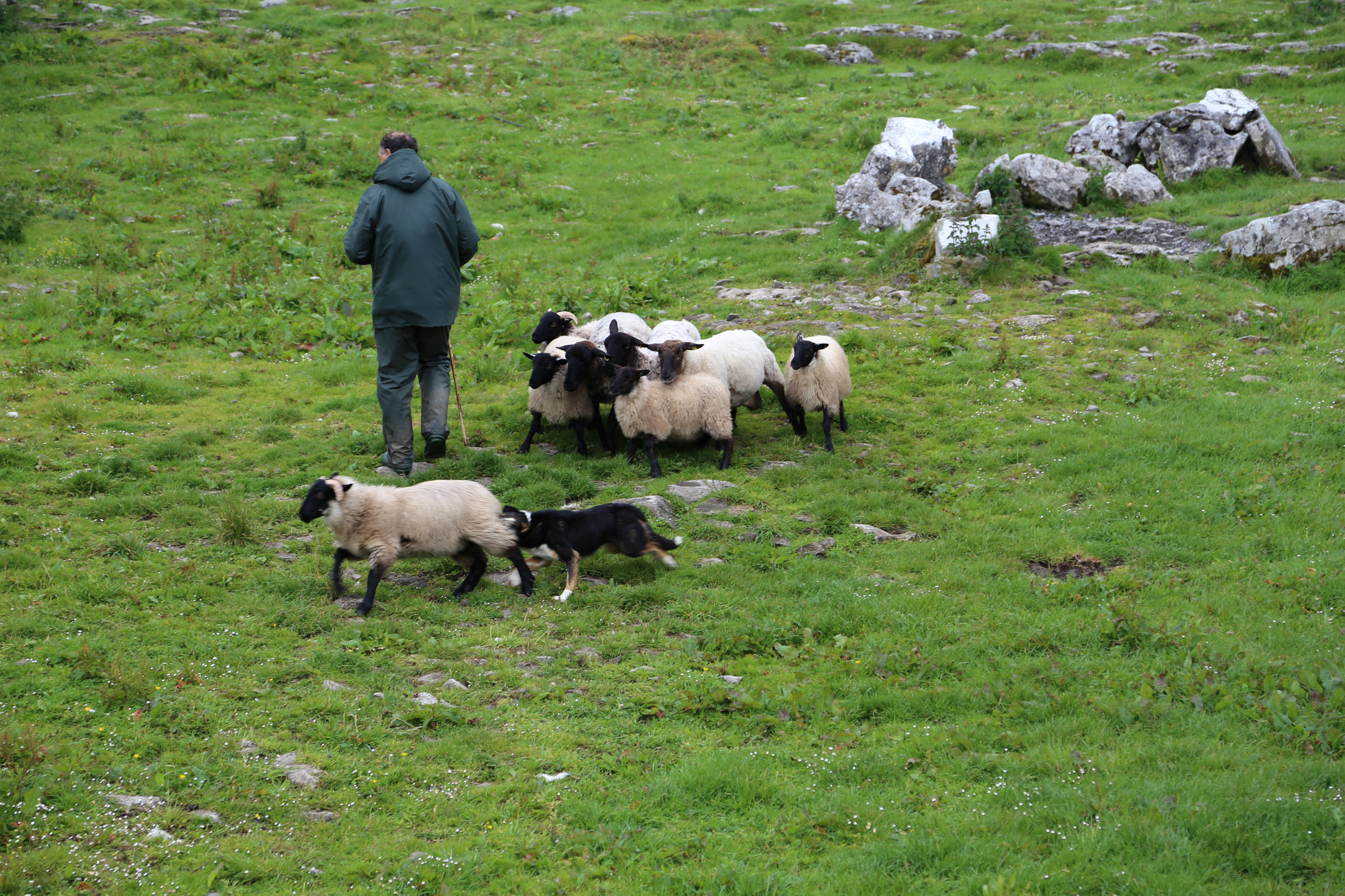 2014 Europe Trip Day 3 - Ireland (The Burren, Poulnabrone Portal Tomb Dolmen, Caherconnell Fort, Sheepdogs, Ring of Kerry, Killarney National Park, Muckross House, Torc Waterfall)