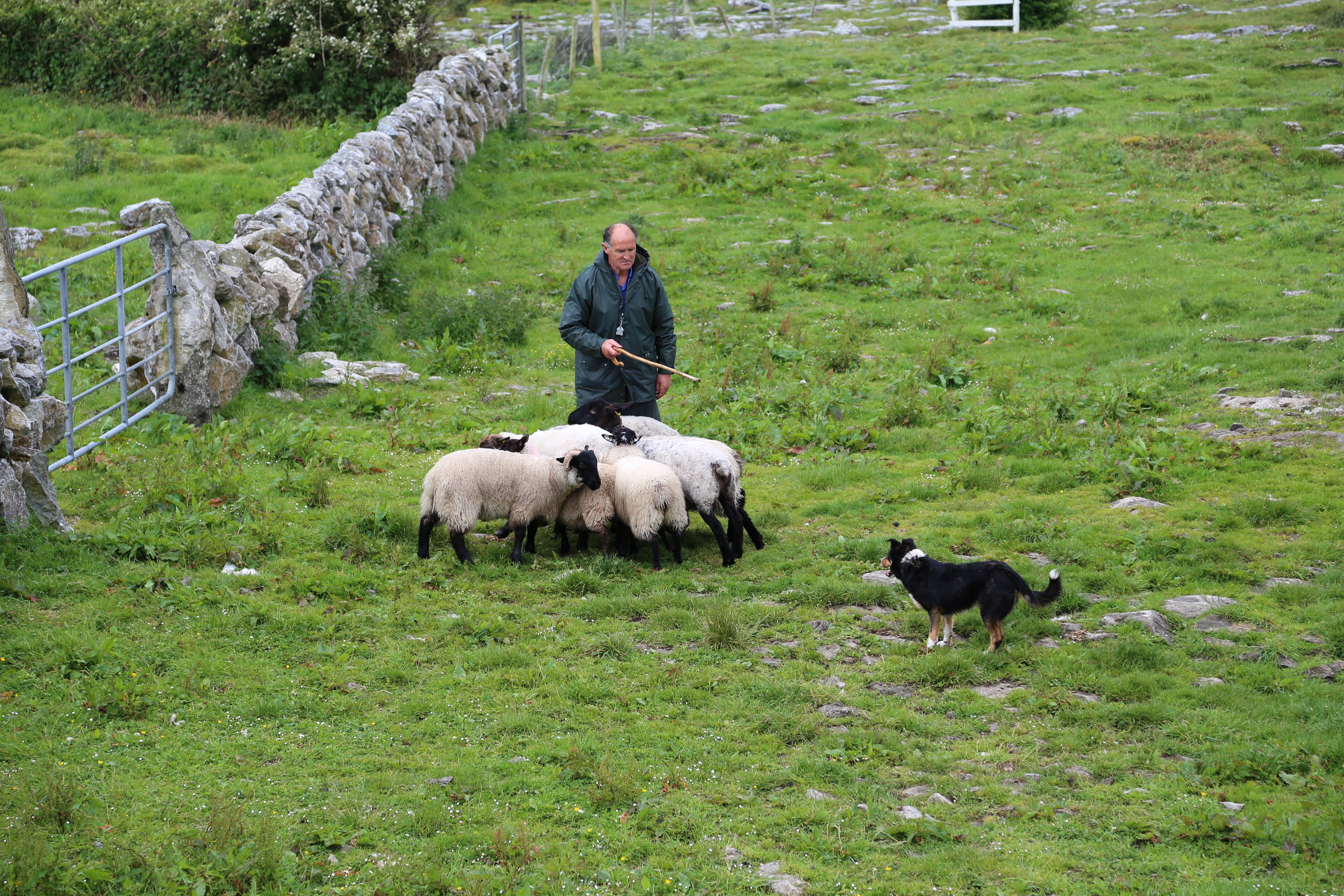 2014 Europe Trip Day 3 - Ireland (The Burren, Poulnabrone Portal Tomb Dolmen, Caherconnell Fort, Sheepdogs, Ring of Kerry, Killarney National Park, Muckross House, Torc Waterfall)