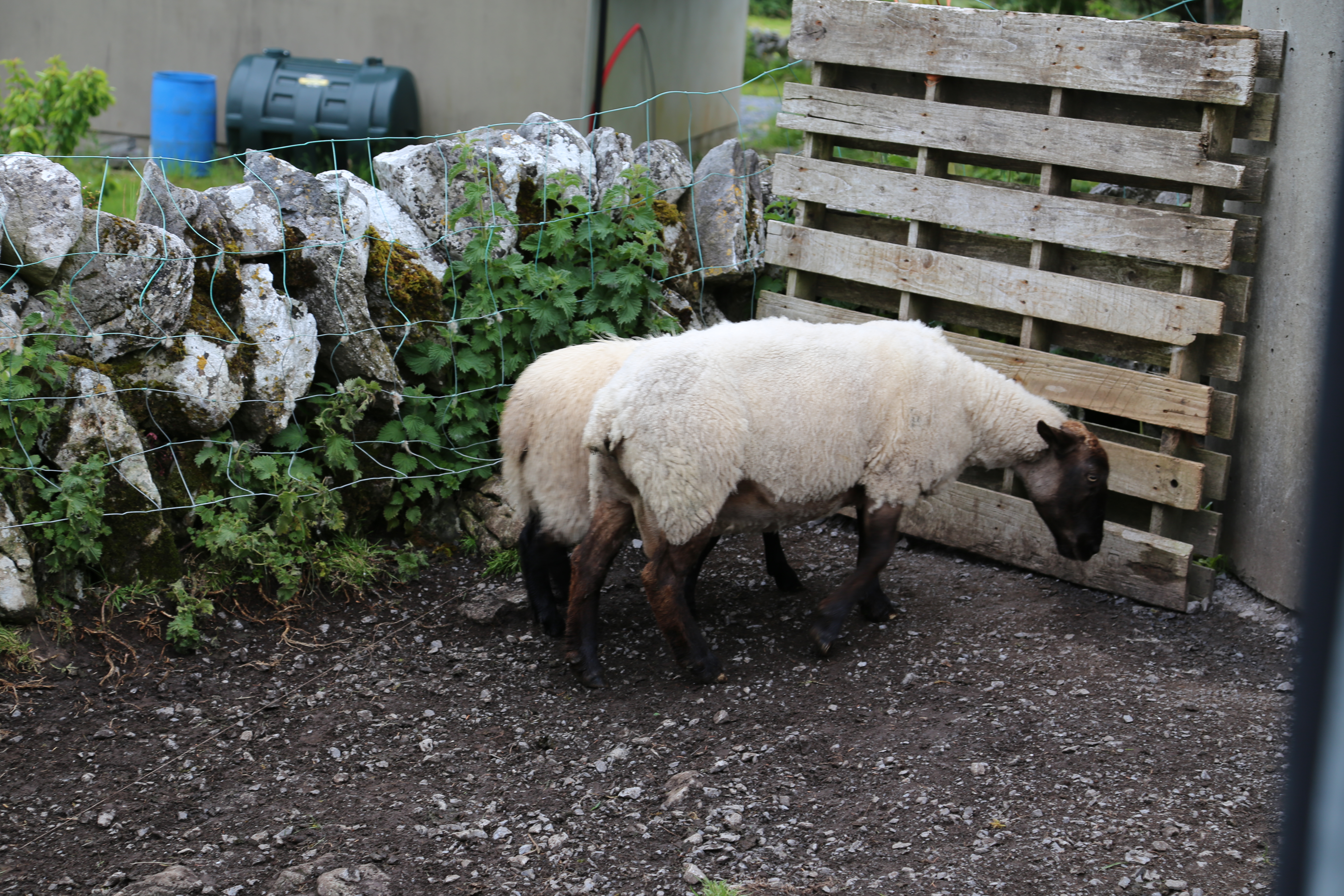 2014 Europe Trip Day 3 - Ireland (The Burren, Poulnabrone Portal Tomb Dolmen, Caherconnell Fort, Sheepdogs, Ring of Kerry, Killarney National Park, Muckross House, Torc Waterfall)